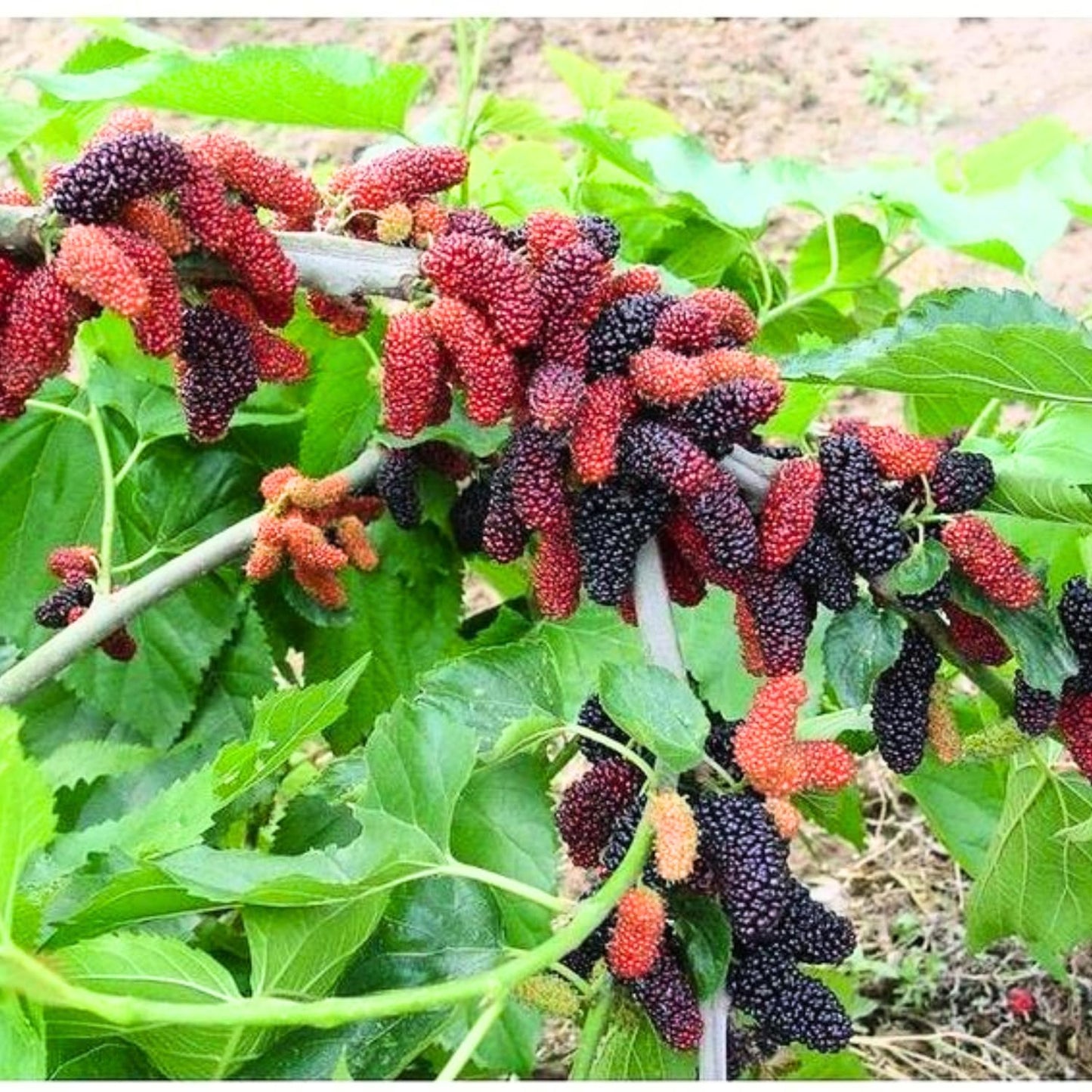 2 Dwarf Everbearing Mulberry Plants Live, 5-9 Inch Tall, Mulberry Fruit Trees Live Plants, Mulberry Seedlings