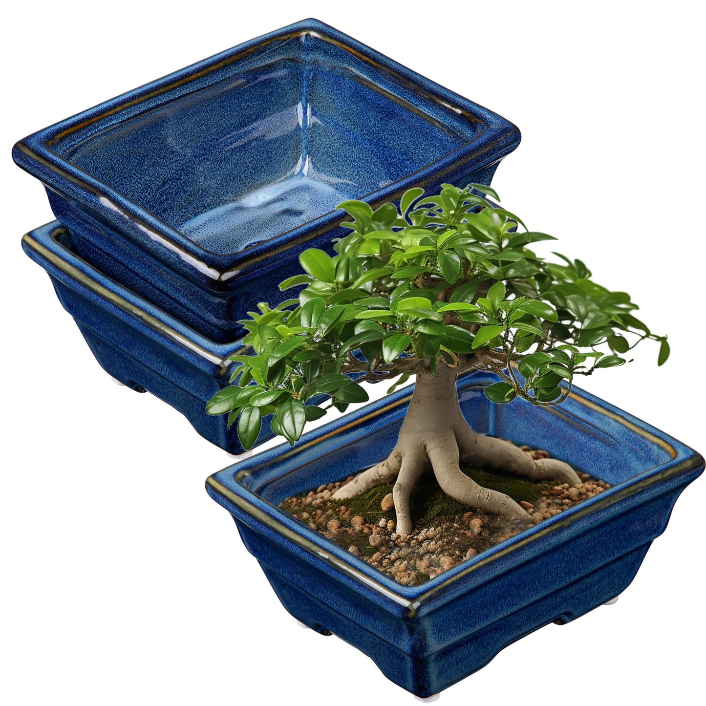 Villa Como Bonsai Pots Shallow Succulent Planters for Live Bonsai Trees Set of 2, 6.3" Ceramic Pot for Succulents Indoor with Drainage Hole, Outdoor Cactus Plant Bonsai Pot, Ceramic Flower Pot