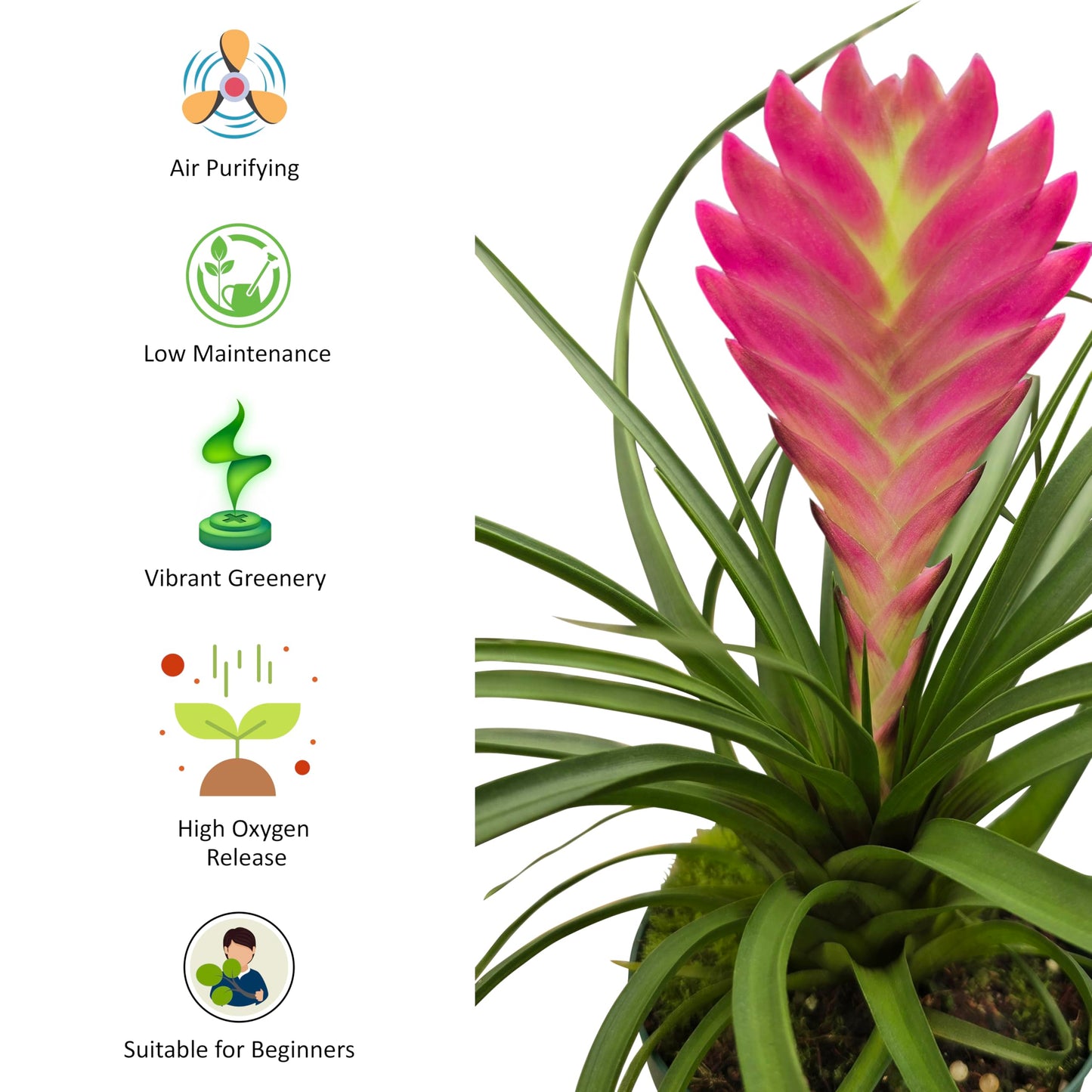 Bumble Plants Tillandsia Cyanea 'Pink Quill' Bromeliad Live Plants [Winter Thermal Packaging Included] | Vibrant Indoor Air Plant with Long-Lasting Pink Bracts& Purple-Blue Blooms, Pet-Friendly