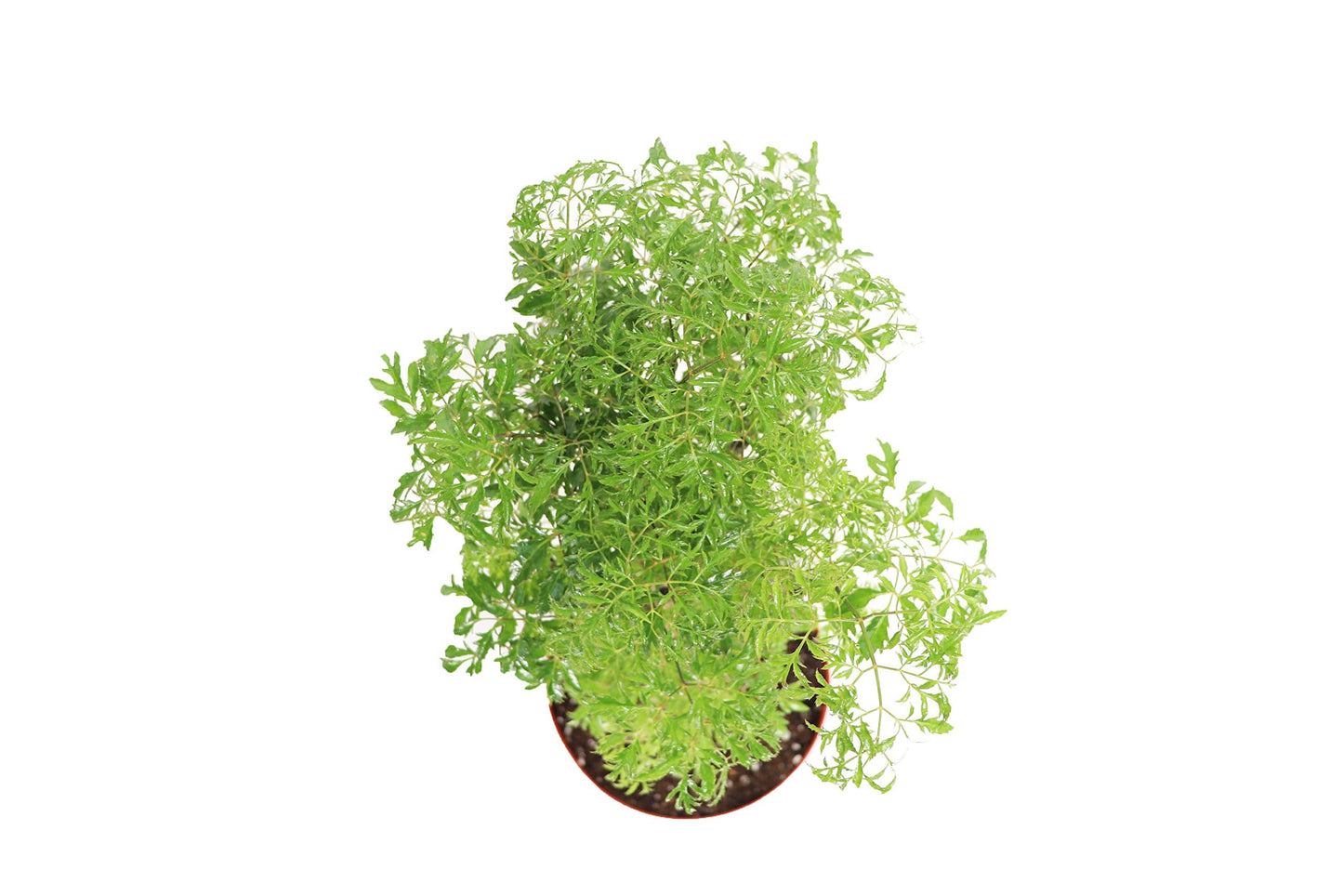 Ming Aralia - 8'' from California Tropicals