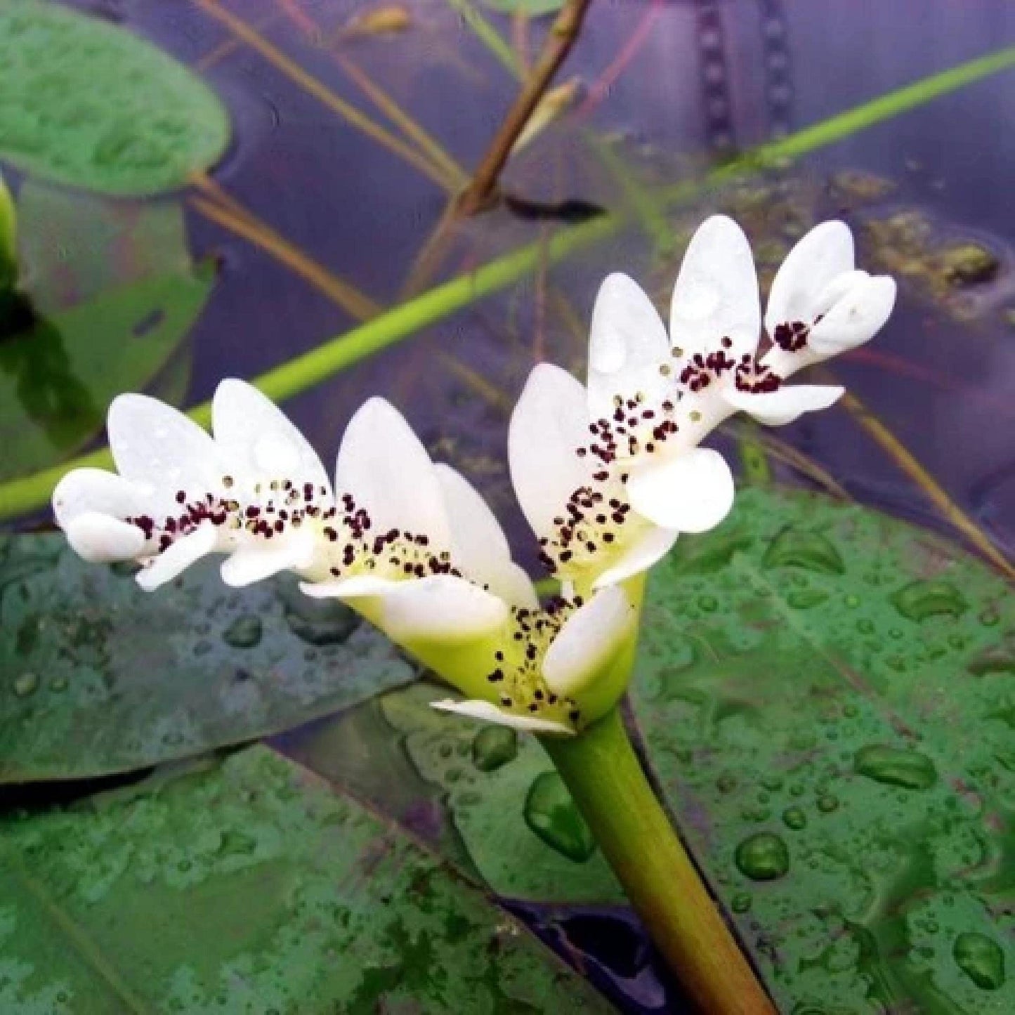Chalily Live Aquatic Pond Plant Water Hawthorn: Hardy Outdoor Garden Water Pond Plants Lily Like Floating Pads Goldfish Koi Lotus Ponds Loves Shade Sun Flowers Beautiful White Vanilla Scented Lily