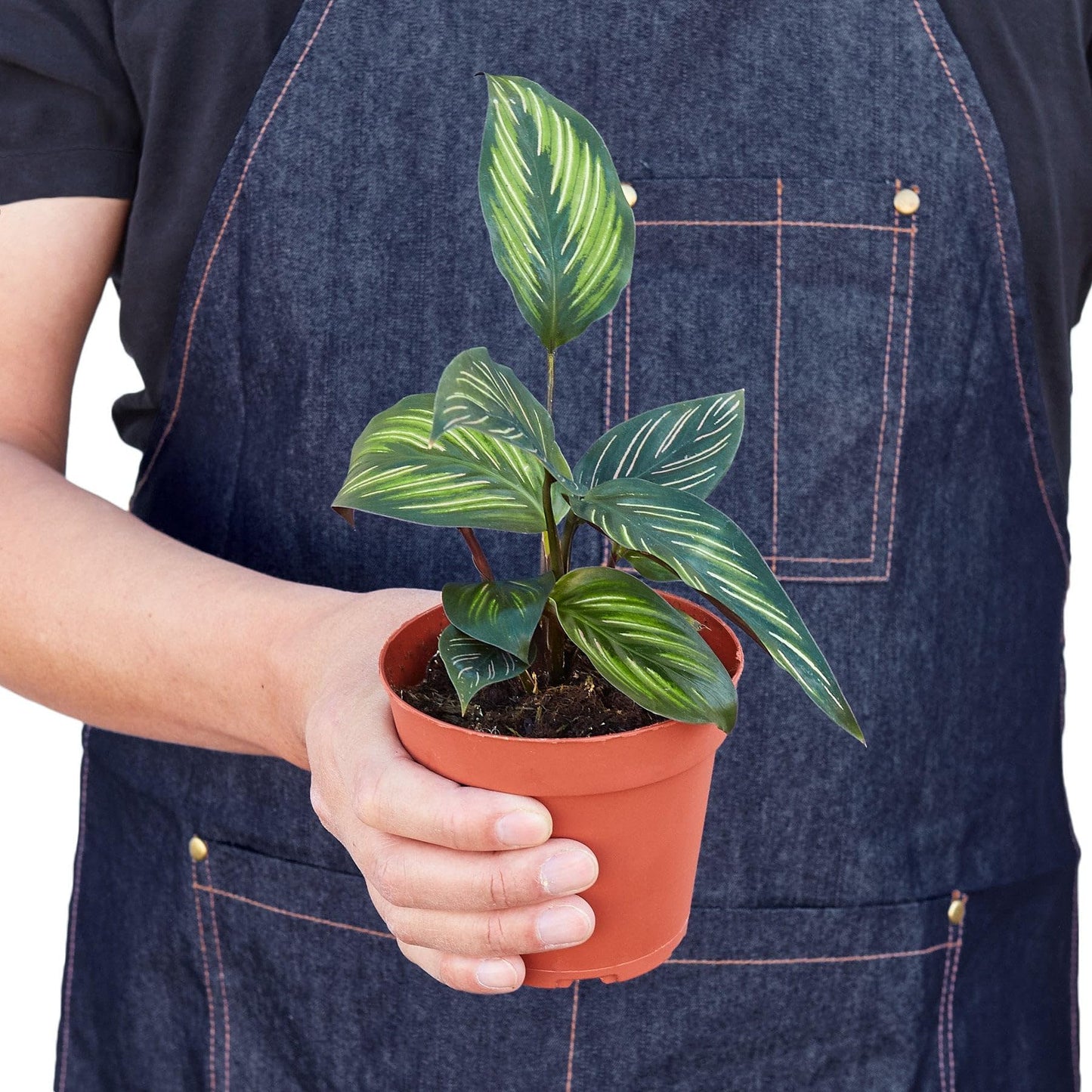 Calathea 'Beauty Star' in 4in Pot - Live Plants Tropical Houseplants | Variegated | USA Growers | The Snobby Leaf