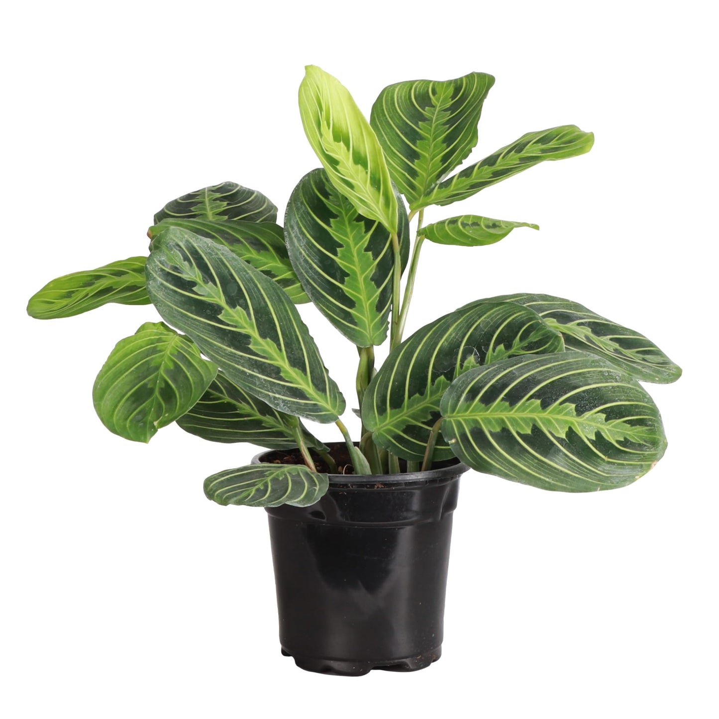 Thorsen's Greenhouse Lemon Lime Prayer Plant, Live Indoor Plant, Pet Friendly, Attractive Houseplant, Lemon Maranta, Natural Air Purifier, Easy to Grow, 4" Diameter Pot (Growers Pot)