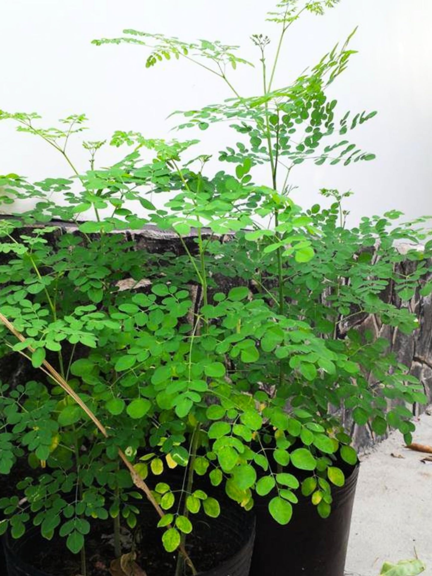 Live Malunggay Plant Potted, Moringa Oleifera Live Tree, 6-8" in Tall Drumstick Horseradish Trees Herb for Planting, 7 Months Old Tree