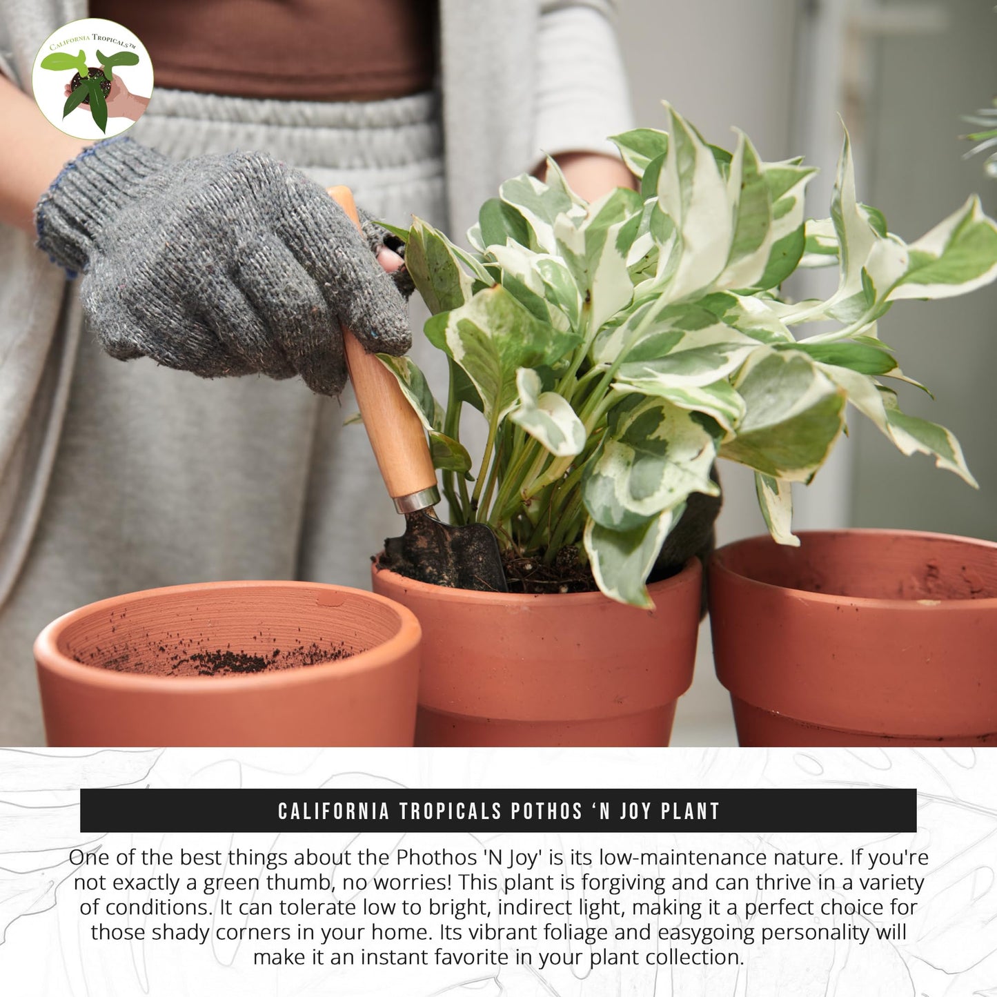 California Tropicals Pothos 'N Joy - 4" Live Plant - Variegated White and Green Leaves - Easy to Care for - Perfect for Home Decor, Gifts, and Office -