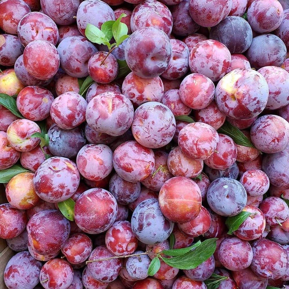 Plum Tree, Plum Live Plant, Sweet Fruit Plant, Live Fruit Tree for Outdoor Planting, 3 Feet Tall in 3 Gallon Pot, No Ship to CA (Red Purple)