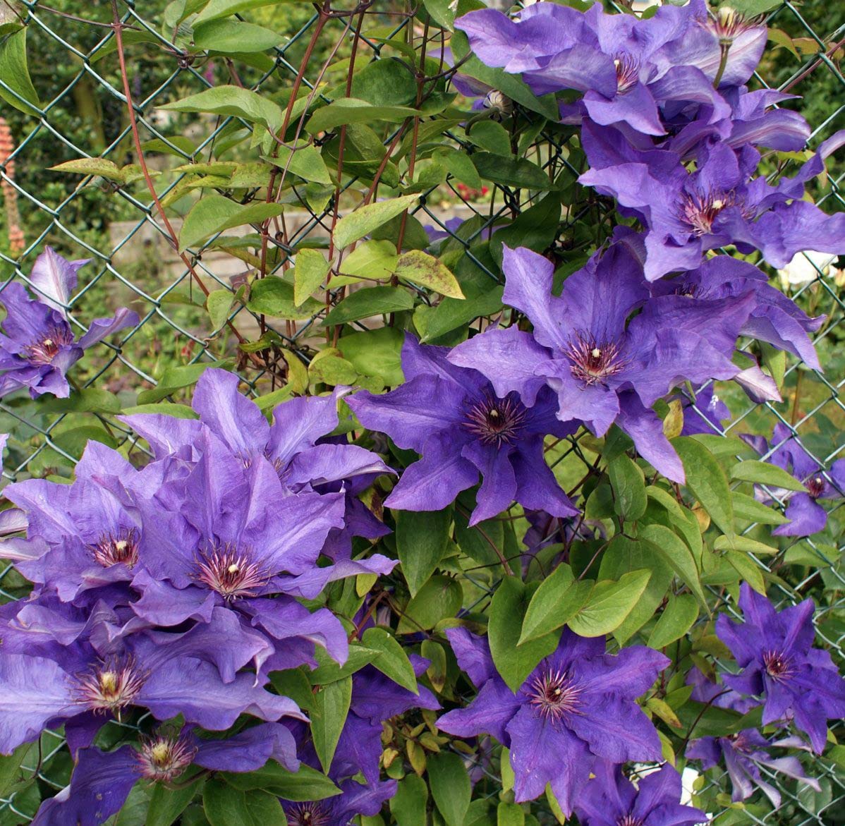 Votaniki Clematis The President Roots - Perennial Flower, Vibrant Blooms | Clematis The President - Starter Plants Ready for The Garden - Purple Blue Flowering Vine, Easy to Grow (1 Pack)