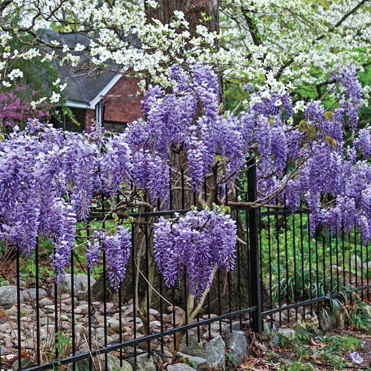 SPRING HILL NURSERIES - Blue Moon Reblooming Wisteria Flowering Vine - Extremely Hardy Vine That Blooms up to 3 Times per Year - Includes one Bare Root Plant per Offer