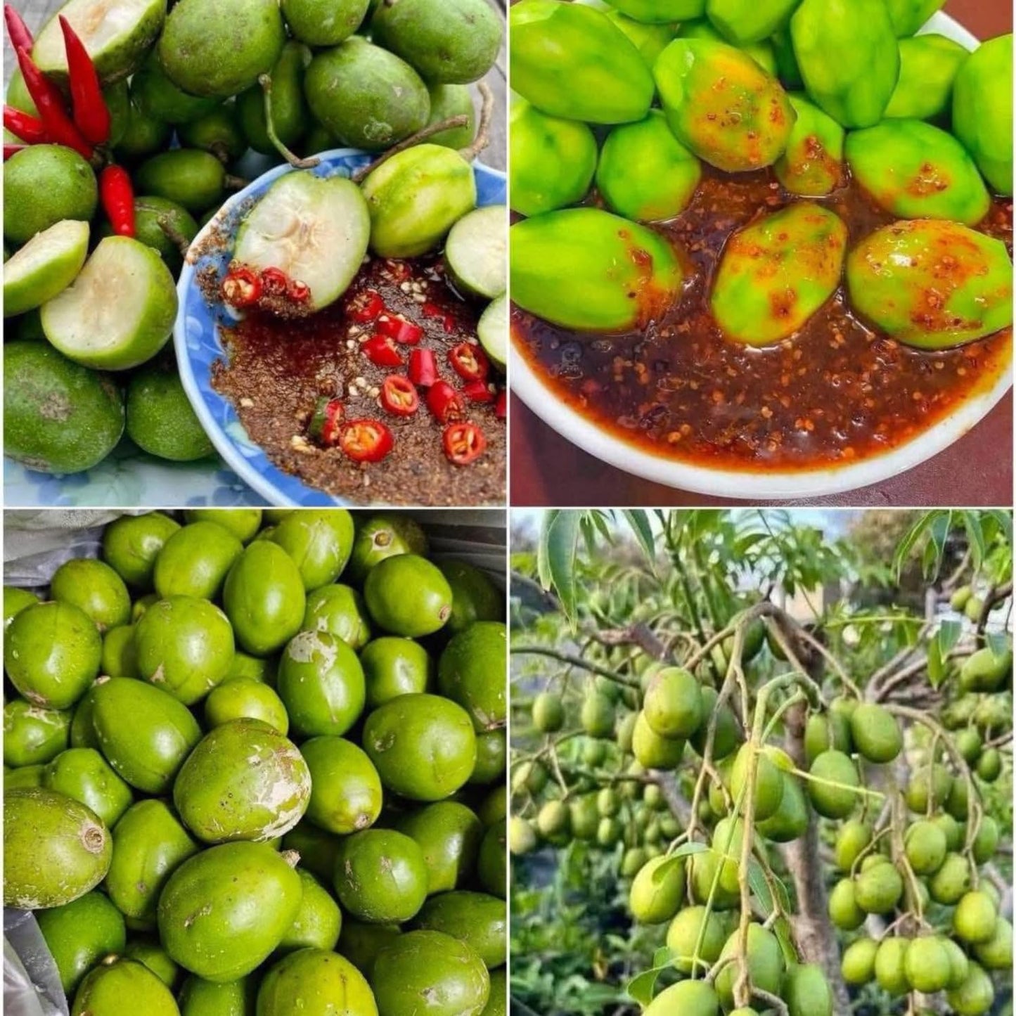 2-3Ft June Plum Tree Live Plant, 3 Years Old Tropical June Green Plum Fruit Trees, Zones 10-11 Outdoor Planting