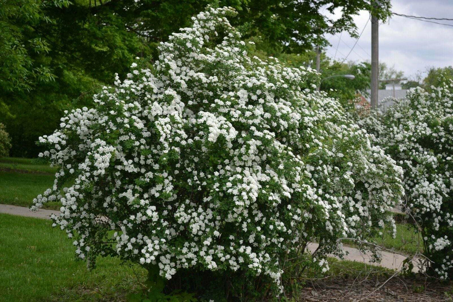 Live Plant - Snowmound Spirea Mounded Shrub - 6-12" Tall Seedling - Live Plant - Quart Pot