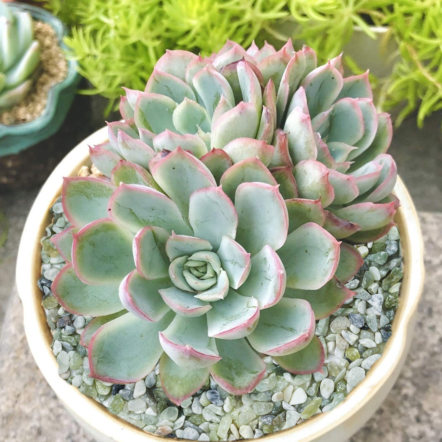 OUPENG Succulent and Cactus Bonsai DIY Rocks, Jade Bean Pebbles, Natural Decorative Polished Stones Vase Fillers Gravel for Plants，Terrarium, Fairy Gardening, Indoor Outdoor Decor Ornamental Stones.