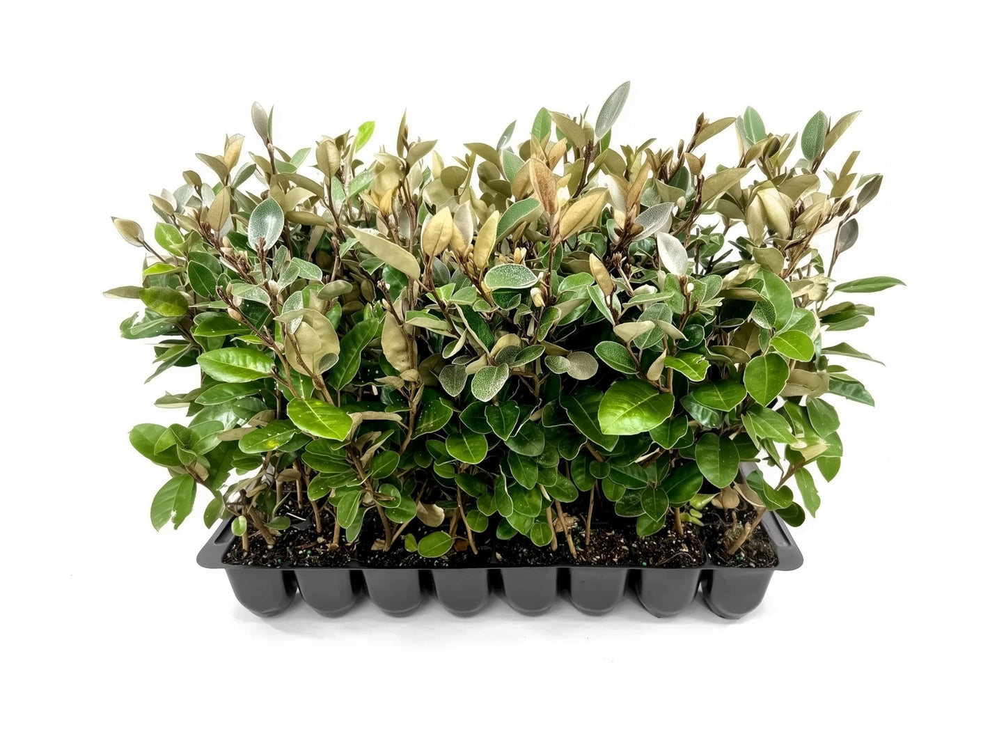 Elaeagnus Pungens I 10 Live Plants I Thorny Olive I Hardy Evergreen Shrub with Fragrant Blooms, Perfect for Hedges, Screening & Ornamental Garden Display