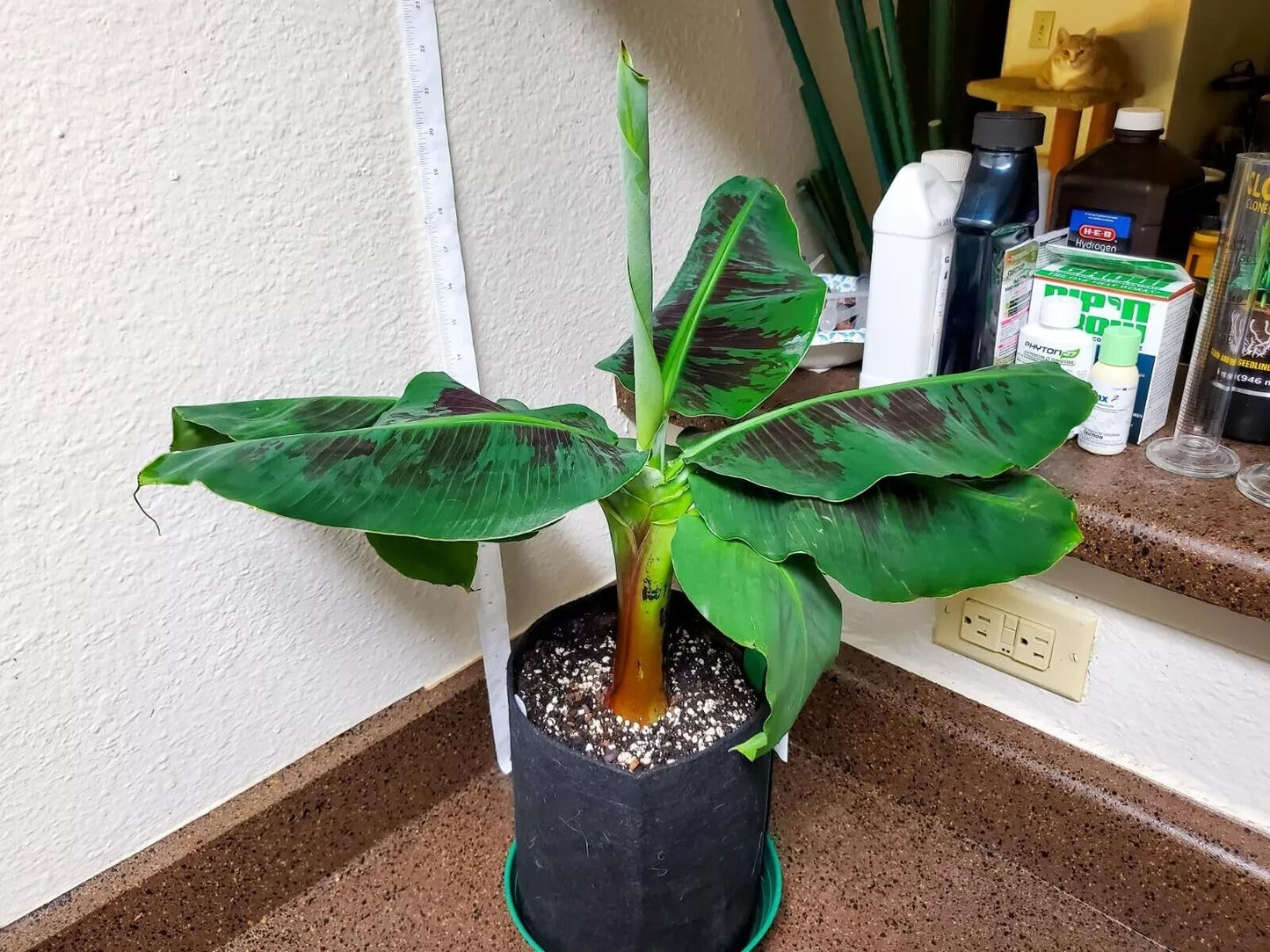 Live Plant - Truly Tiny Musa Banana Plant-Small Rooted Starter Plant