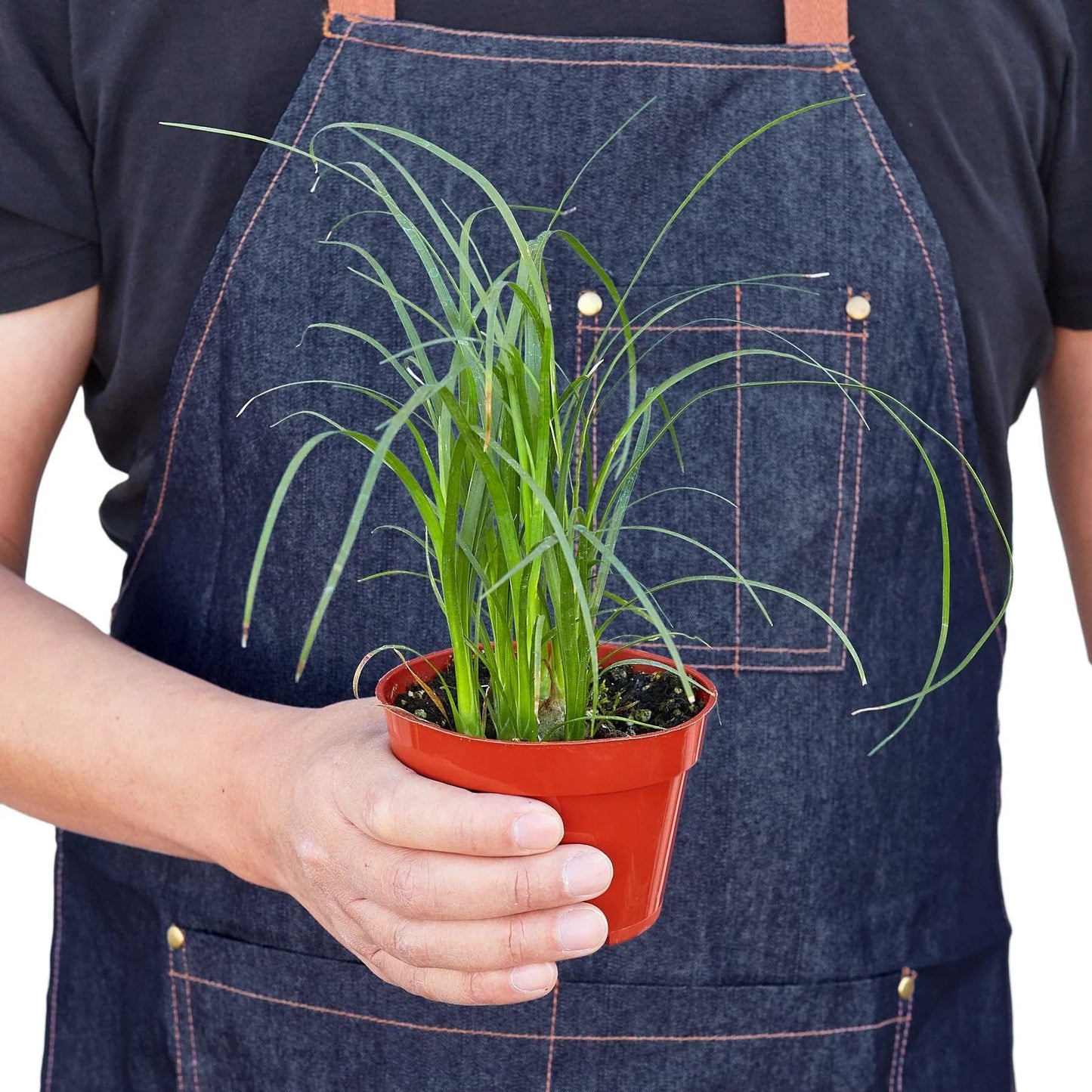 Palm Ponytail | Live Plant for Indoor & Outdoor | for Living Room, Office, Bathroom | (4" Pot)