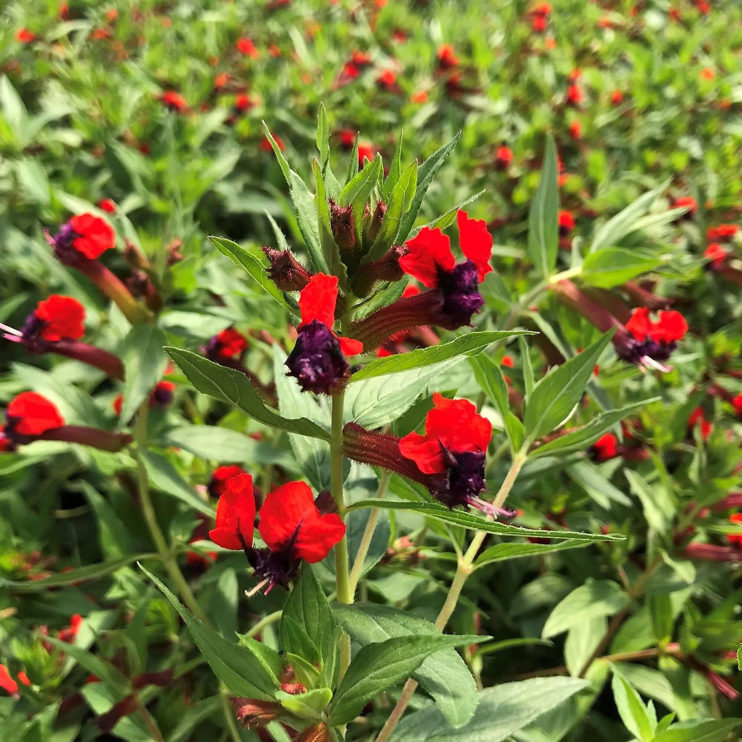 Cuphea Llavea, Bat-Faced Cuphea, C. Blepharophylla, Red or Torpedo Cuphea, Houseplant or Annual, Loved by Pollinators, Container Size: 3" (2.6x3.5)