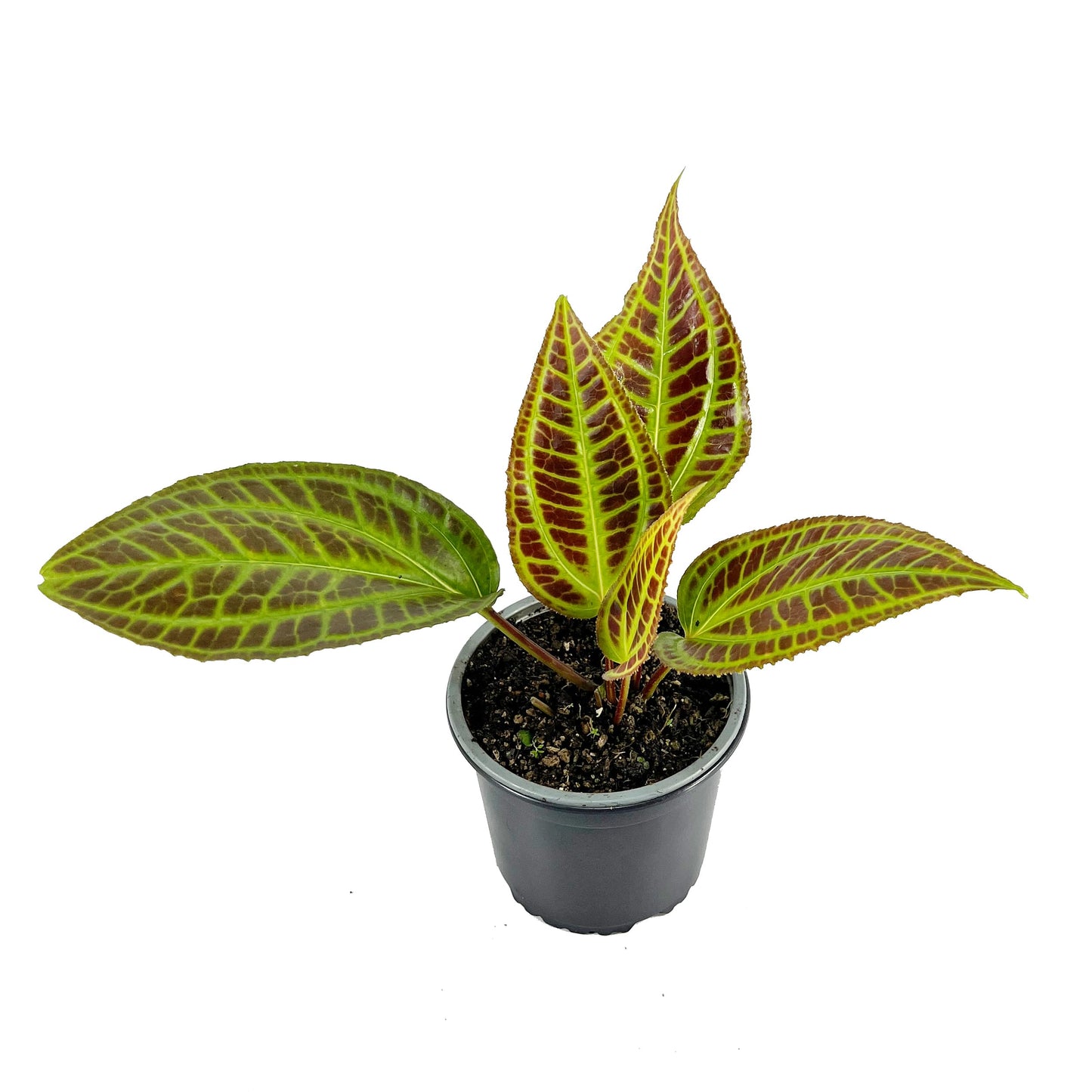 LEAL PLANTS ECUADOR Monolena Primuliflora Live Plant – Rare Exotic Caudiciform Plant – Stunning Pink Flowers & Metallic Foliage – Houseplant for Terrariums and Indoor Collections