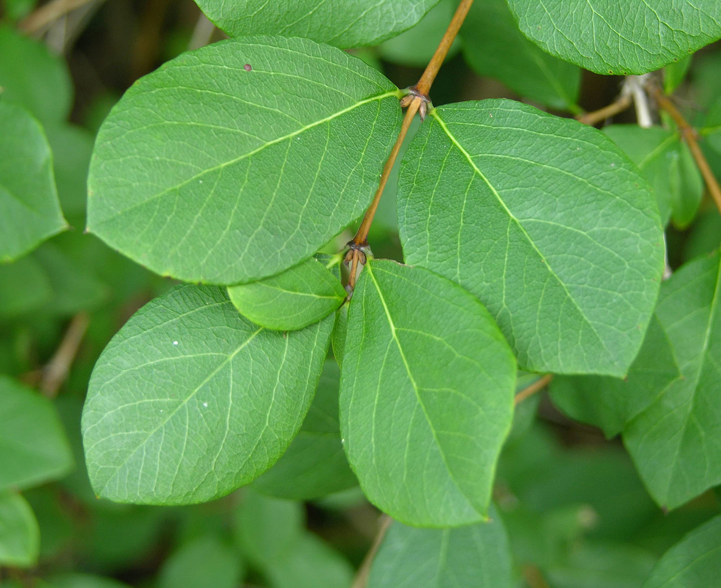 3 Winter Honeysuckle Lonicera in 4" pots Beautiful Fragrant Climbing Plant! Attracts Butterflies and Hummingbirds!