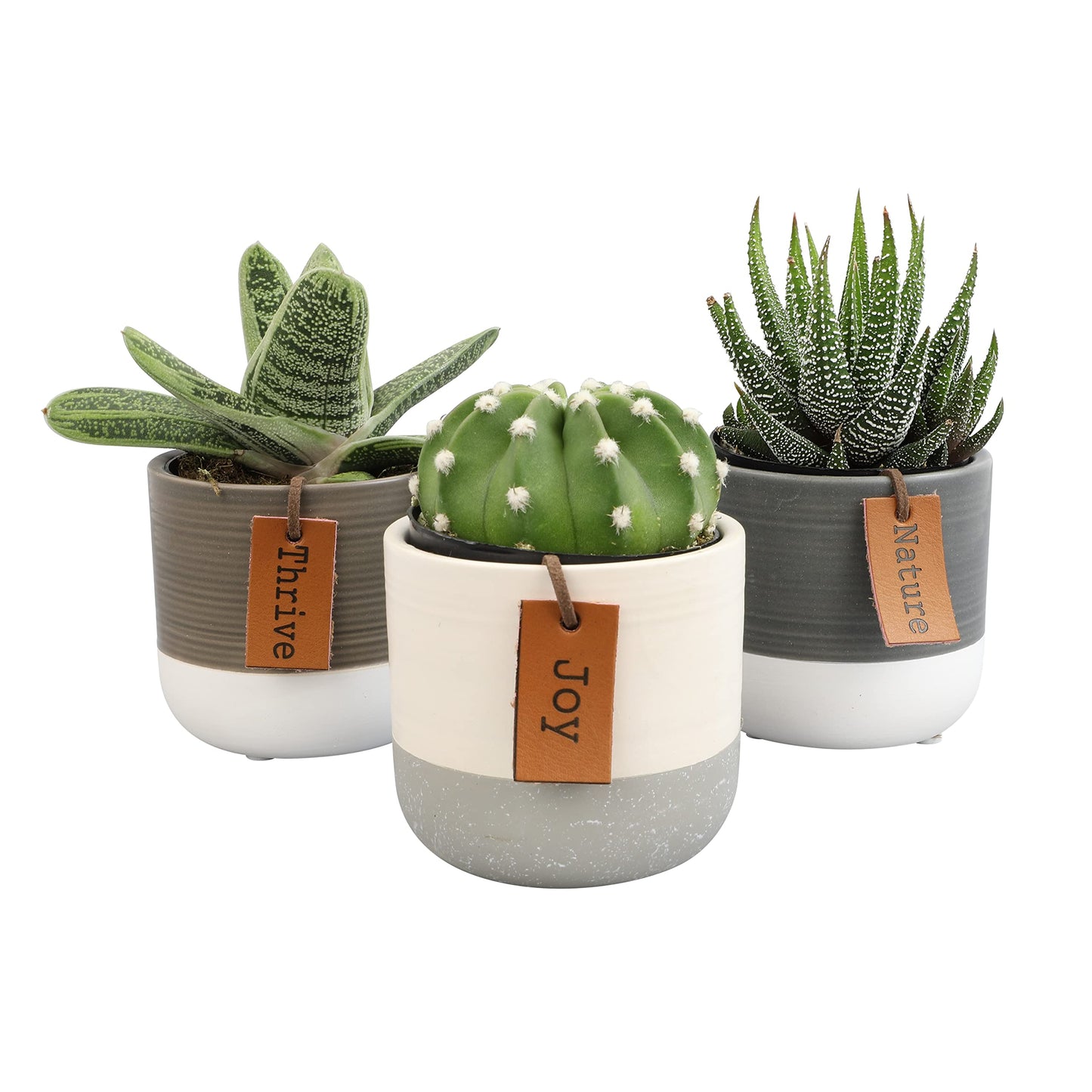 Succulents Plants Live in Pots Set (3 Pack) - Mini Cactus, Haworthia, Gasteria