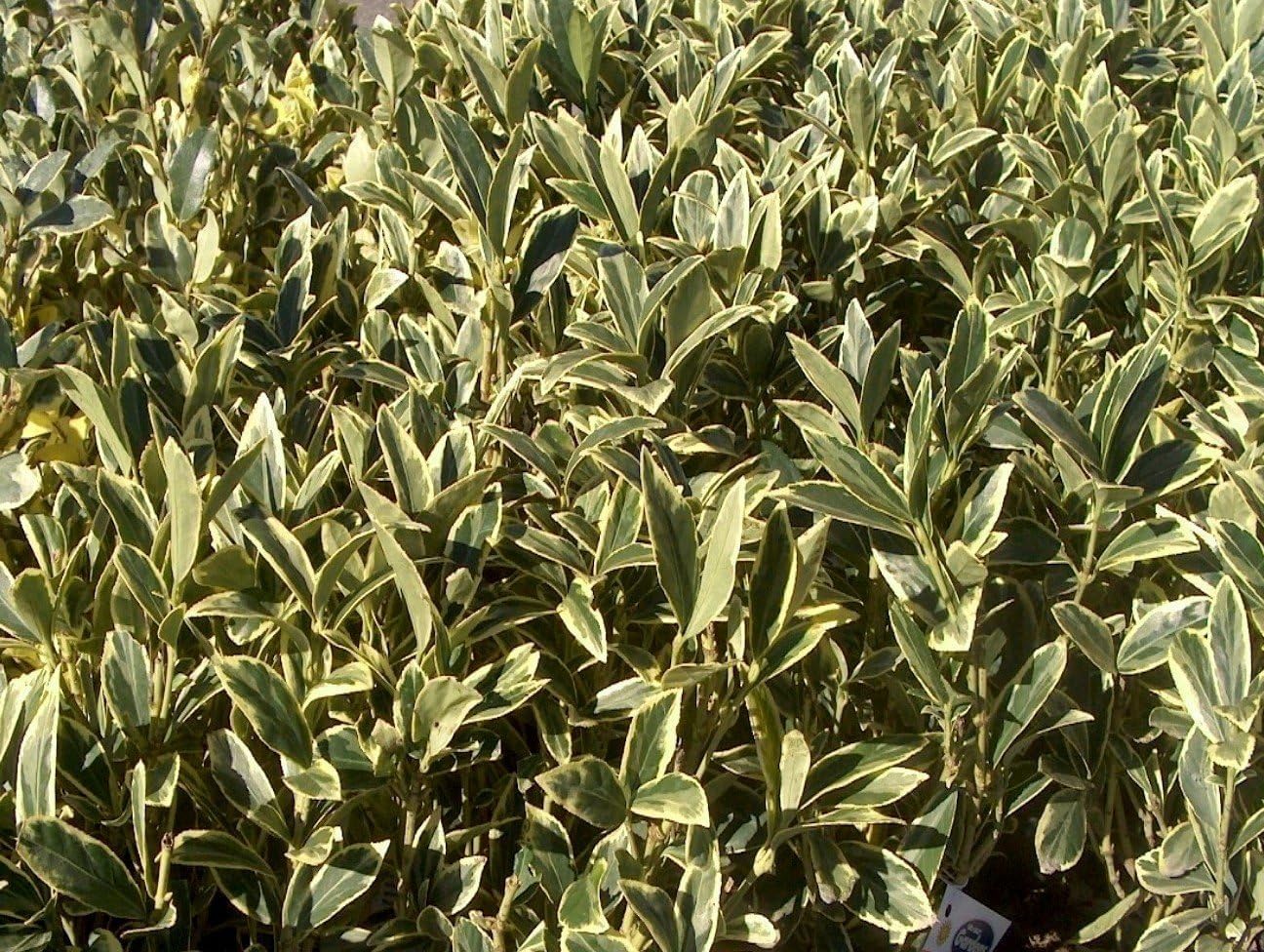 Ligustrum Japonicum Jack Frost Privet | 1 Large Trade Gallon Size Plant I Live Variegated, Fast-Growing, Evergreen Shrub for Stunning Ornamental Landscaping, Ideal for Privacy Hedges