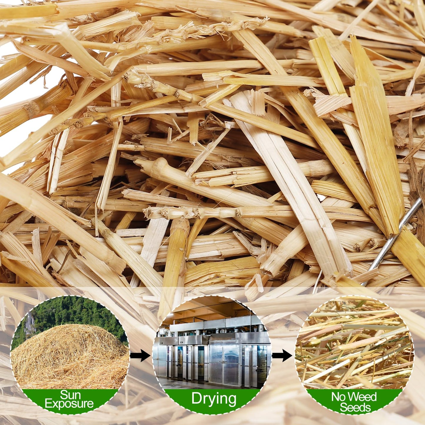Natural Wheat Straw - 1 LB Dry Clean Soft Garden Mulch Weed Cover Chicken Coop Yard Farm Pets Bedding, Warm Decorative Straw Bale for Stray Cats Dogs Shelter