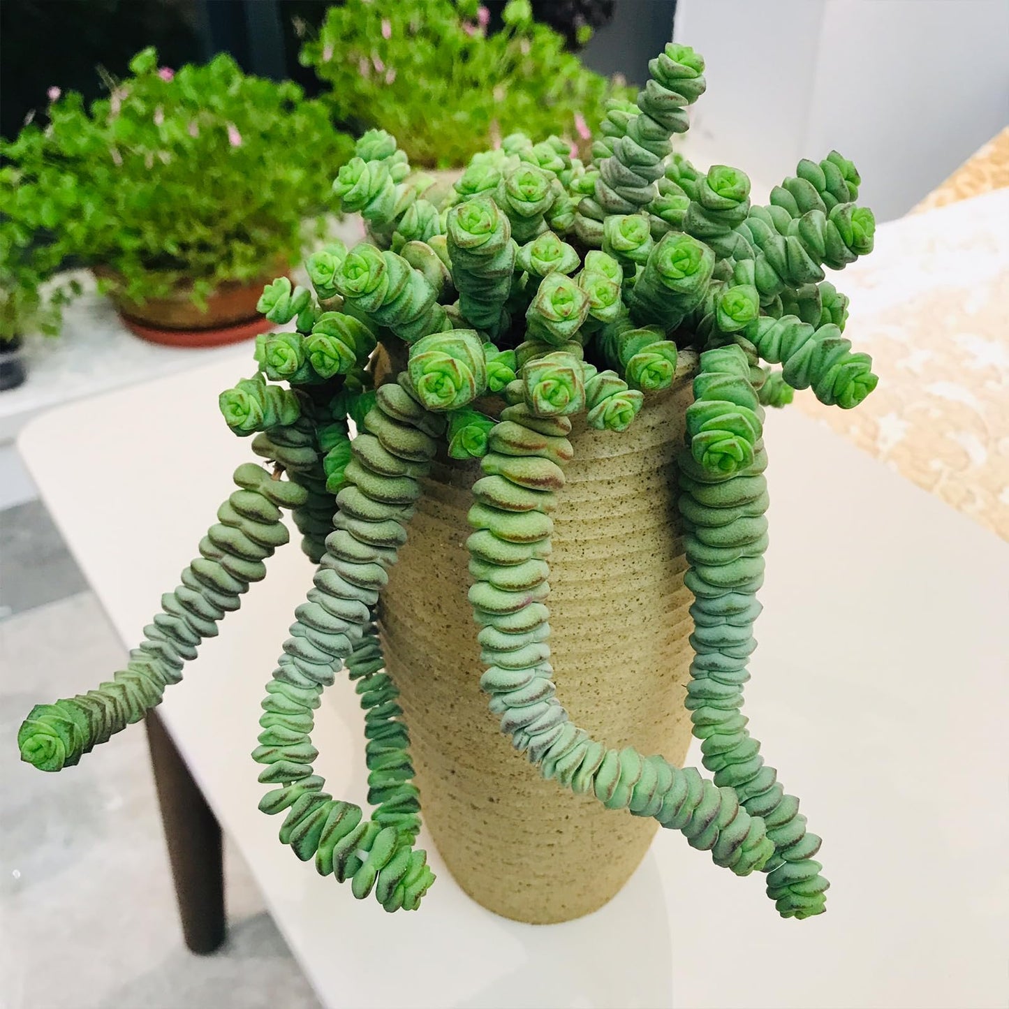 Sprout N Green 4" String of Buttons, Live Crassula 'Baby's Necklace' Trailing Succulent Rooted in Pot, Houseplant for Home Office Hanging Decoration, DIY Projects, Party Favor, Keep Away from Pets