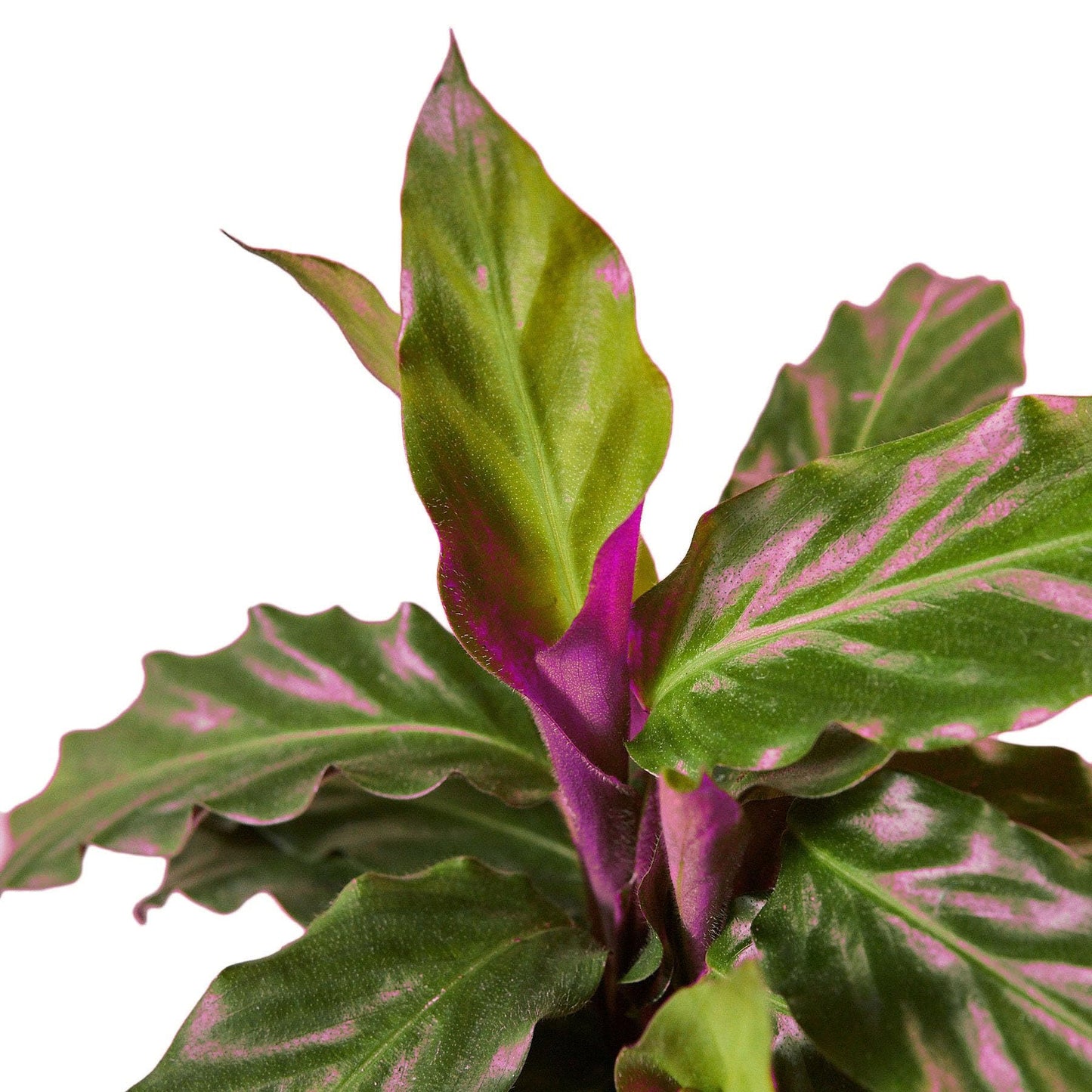 Calathea Rufibarba 'Furry Feather' in 4in Pot - Live Tropical Houseplant - Easy to Grow | Air Purifying | Pet Friendly | Variegated | USA Growers | The Snobby Leaf