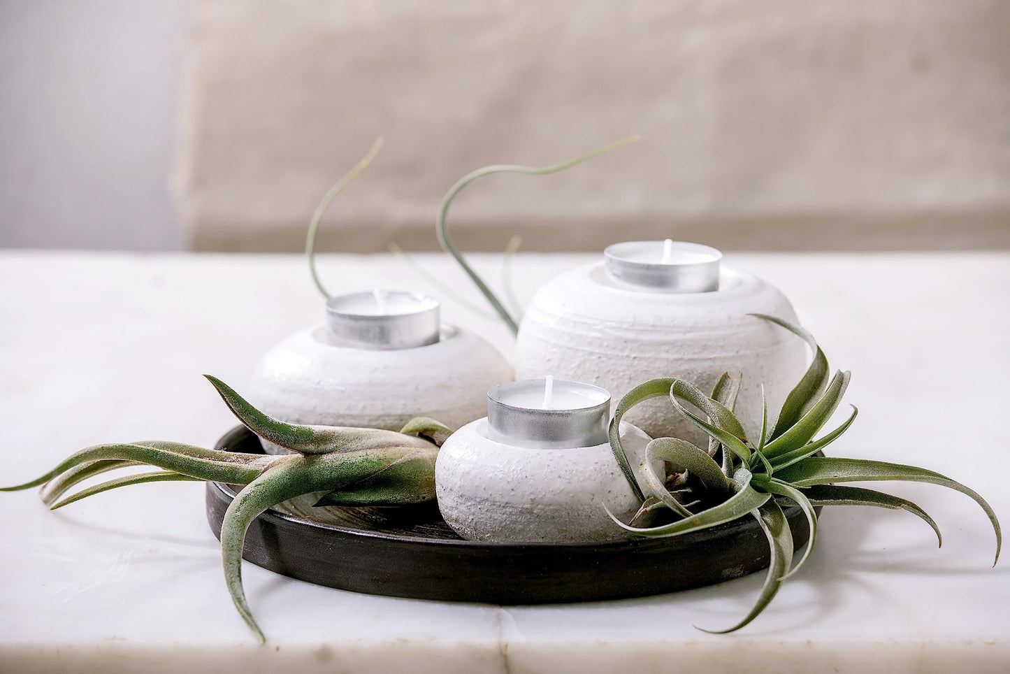 Air Plant Low Light House Plants Box 10PK, Tillandsia Air Plants Live Houseplants Live Indoor Plants Live Succulents Plants Live Terrarium Plants Live, Air Plant Holder Airplant Kit by Plants for Pets