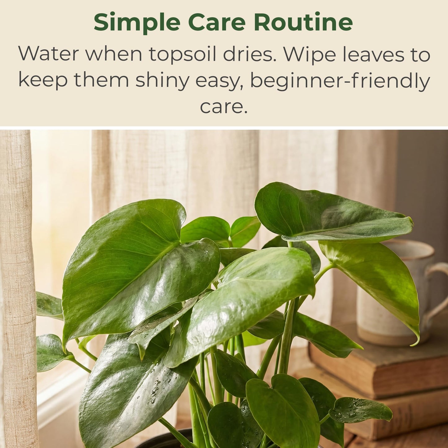 6 in. Swiss Cheese Plant Monstera Plant - Monstera Live Plant W/Large Glossy Split Leaves - Part Shade Monstera Houseplant for Office, Living Rooms, or Bedrooms & More (Includes Grower Pot)