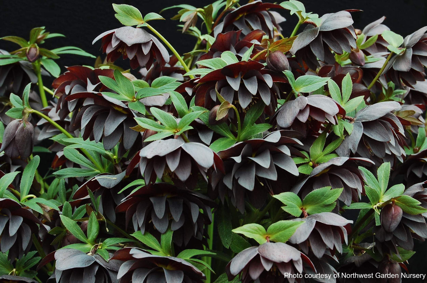 Perennial Farm Marketplace Helleborus x Winter Jewels 'Onyx Odyssey' (Lenten Rose) Perennial, 1 Quart, Near Black Flowers