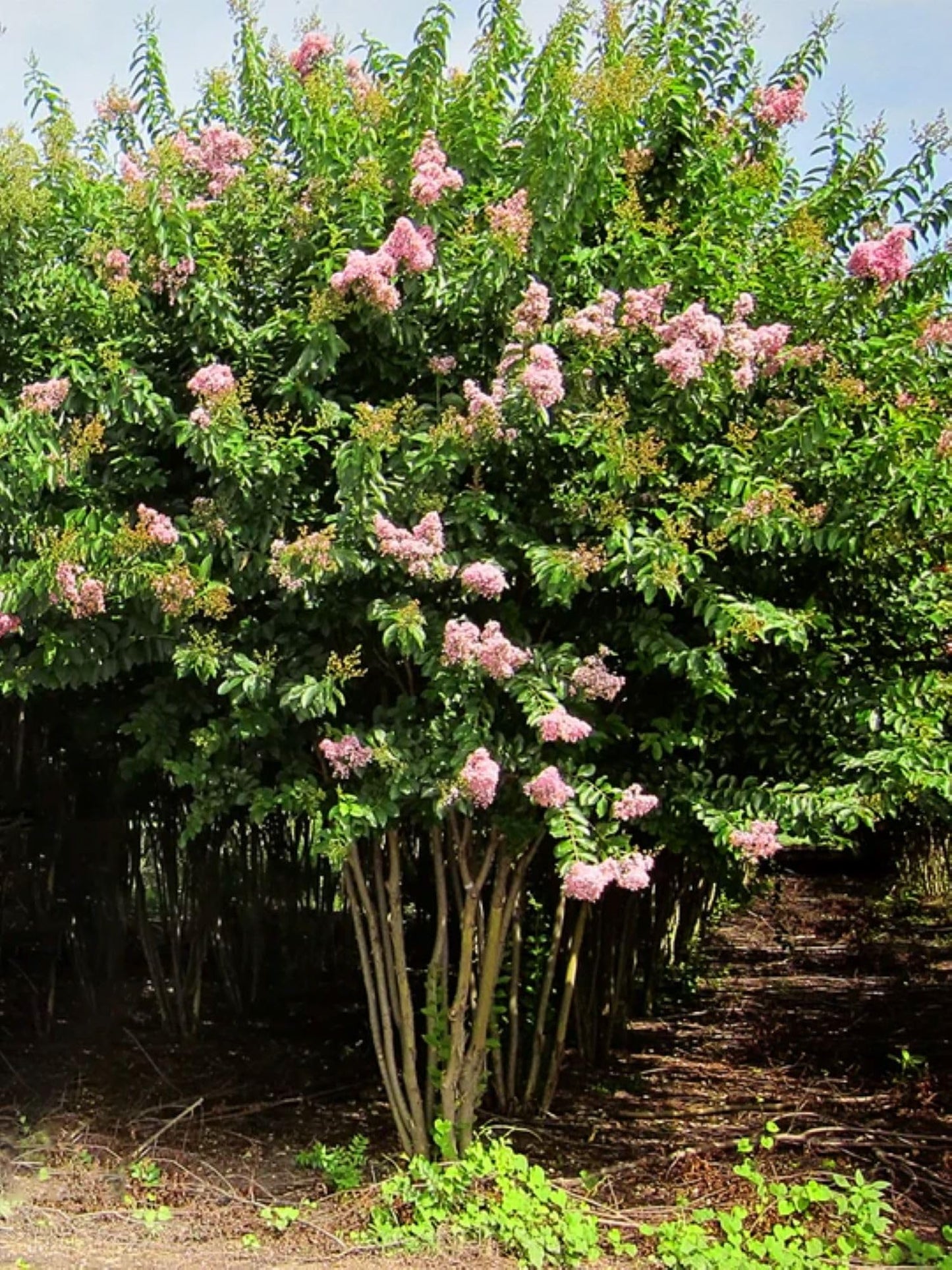 American Plant Exchange Muskogee Crape Myrtle, Live Large 3-Gallon Pot, Light Lavender Flowers, Red-Orange Fall Foliage, Hardy, 100 Days of Blooming, Indoor/Outdoor Landscape/Houseplant