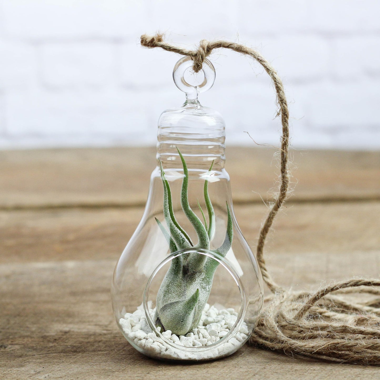 Air Plant Shop Hanging Light Bulb Terrarium with Crushed White Stones and Tillandsia Air Plant -Wholesale and Bulk- Succulents- Live Tillandsia - Easy Care Indoor and Outdoor House Plants (Pack of 1)