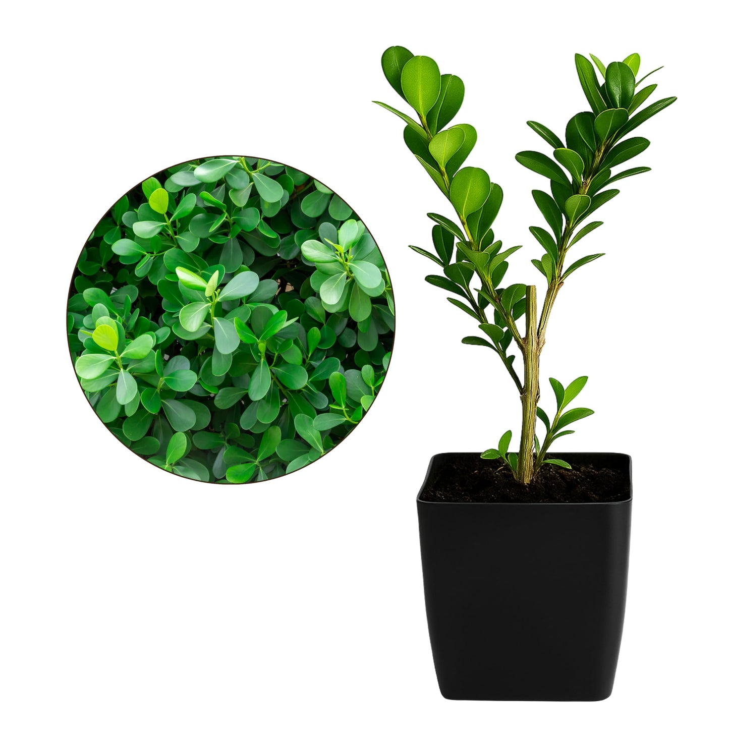 MyShelfie - Bonsai Starter Tree Plant Gift, Japanese Boxwood Topiary Evergreen Shrub Hedge, 2 in Pot
