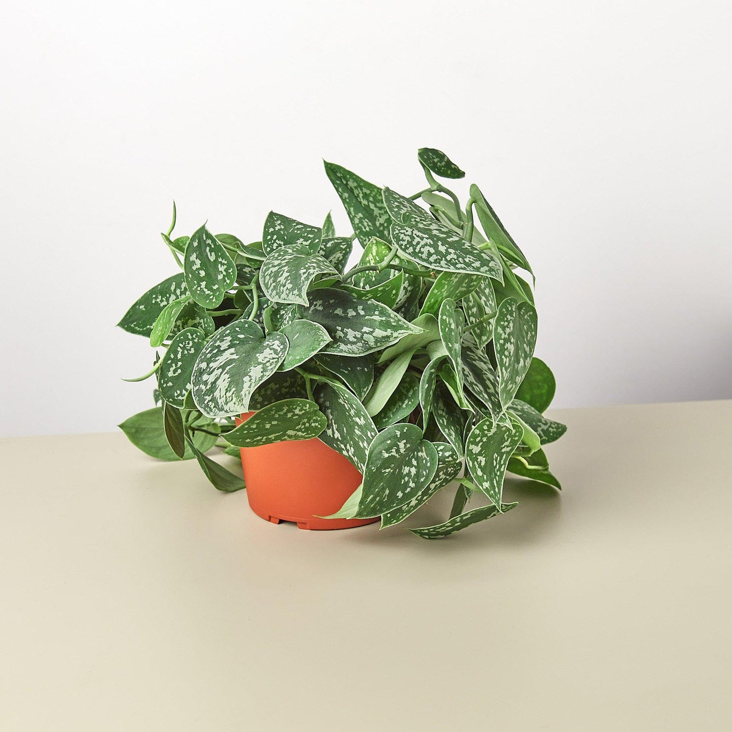 Pothos 'Satin' | Live Plant for Indoor & Outdoor | for Living Room, Office, Bathroom | (6" Pot)