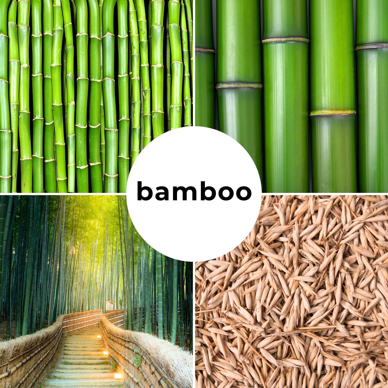 1,000+ Fresh Giant Bamboo Seeds for Planting - Quick Growth and Winter Hardy Privacy Screen, Good for Environment