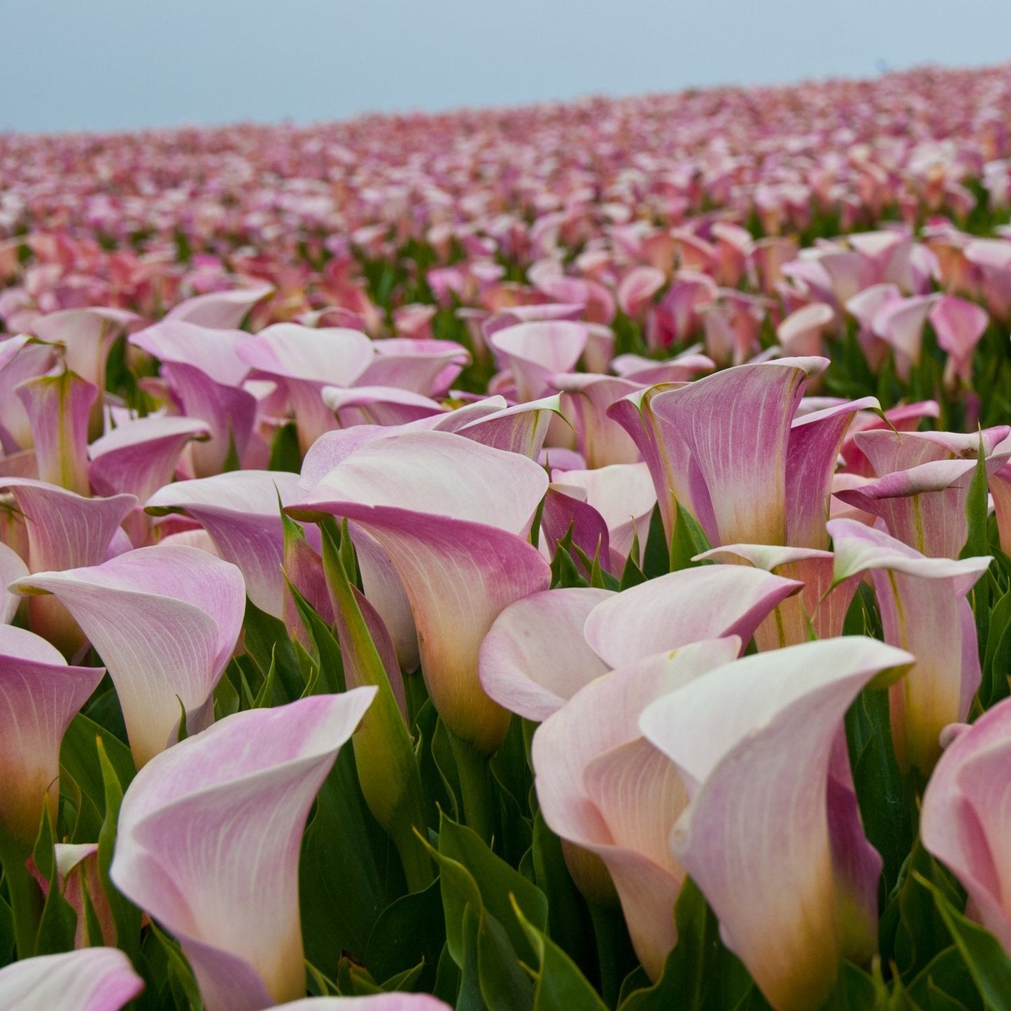 Pink Calla Lily Pink Melody | Pink Calla Lily Blooms - 3 Large Zantedeschia Flower Bulbs for Planting | Ships from Easy to Grow TM