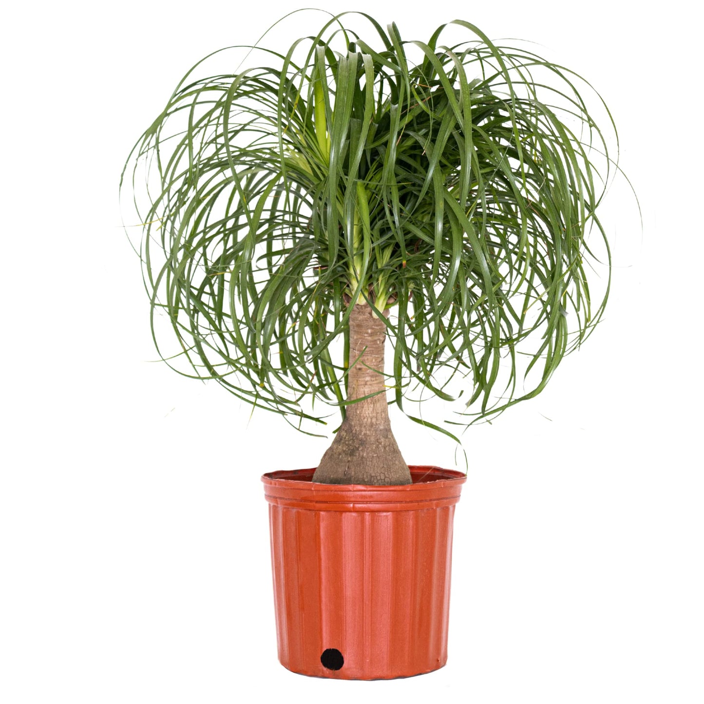 Ponytail Palm Live Plant 18–24 inches Tall in 10 inch Pot, Drought Tolerant Easy Care Indoor Succulent Tree for Modern Home and Office Decor by United Nursery