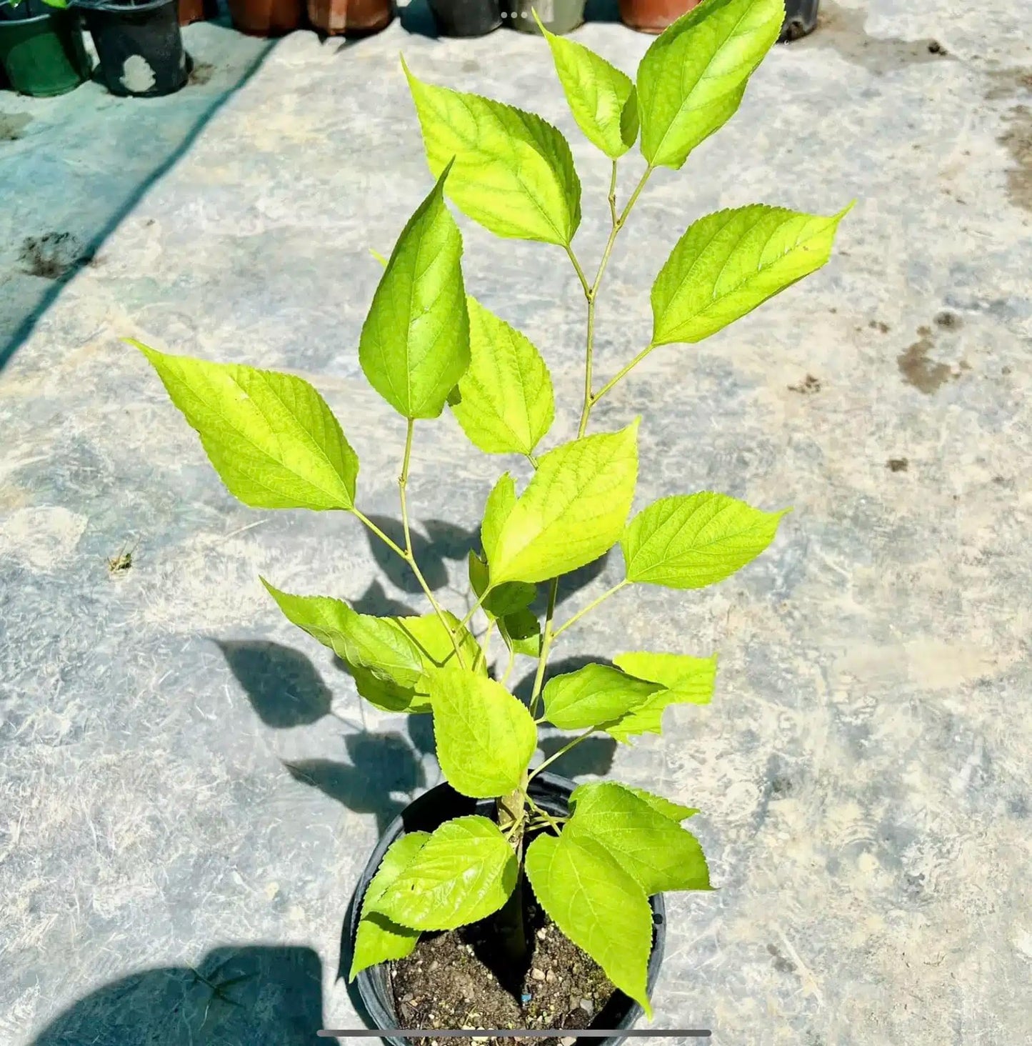 Live Plant - Mulberry (Morus) Tropical Fruit Tree 1’-2’