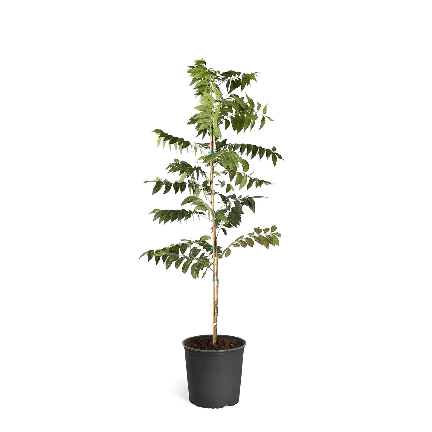 Brighter Blooms - Pawnee Pecan Tree, 4-5 Feet - Live Plant - No Shipping to AZ, CA, NM, TX
