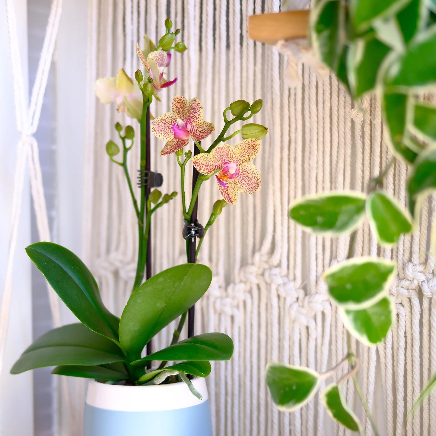Premium Spotted Live Orchid Plant Blooming in 3.5" Blue & White Orchid Pot, Live Plants, Houseplant Gifts, Approx. 16" Tall, Pet Friendly Houseplants, Phalaenopsis Moth Flower by Plants for Pets