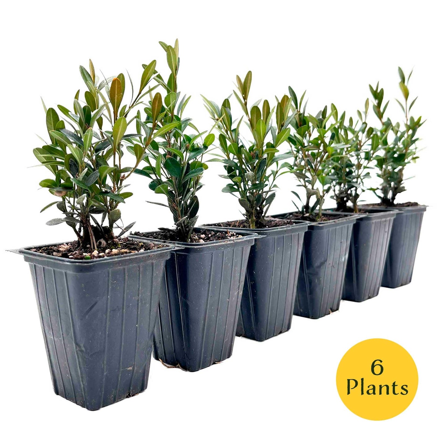 6 Green Gem Boxwood – Compact Rounded Evergreen Shrub for Low Hedges, Borders & Container Planting (Buxus sempervirens ‘Green Gem’) in 3.5″ Cubes, Live Plants
