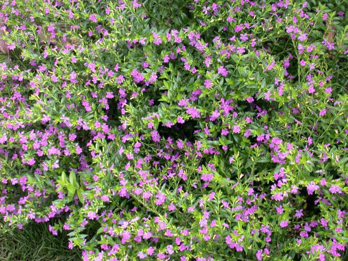 American Plant Exchange Mexican Heather – 6-Inch with Pot – Live Flowering Plant with Lavender or White Blooms, Easy Care Groundcover for Home, Garden, or Patio Decor