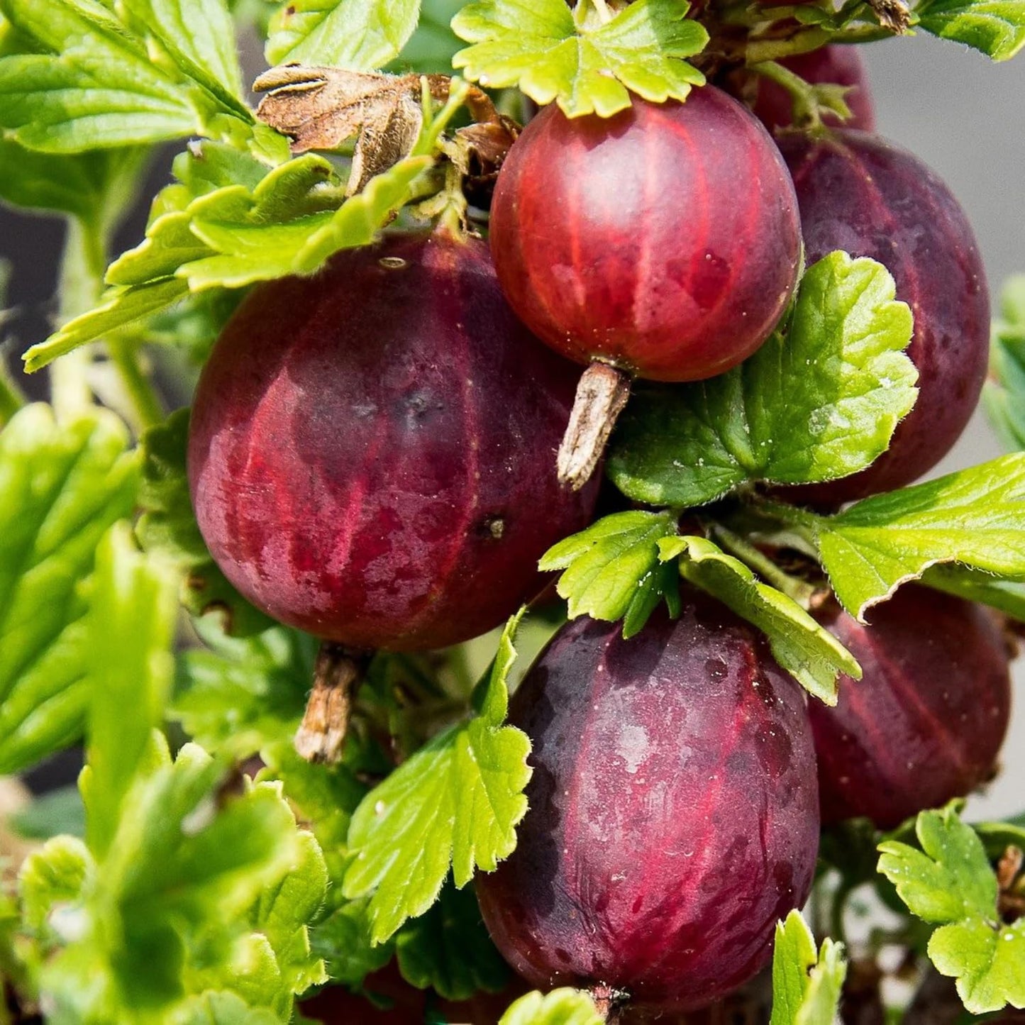 Gooseberry Plant Live, 5-9 Inc Tall, Sweet Gooseberry Bush Live Plant Well Rooted, Berry Plant Live for Planting