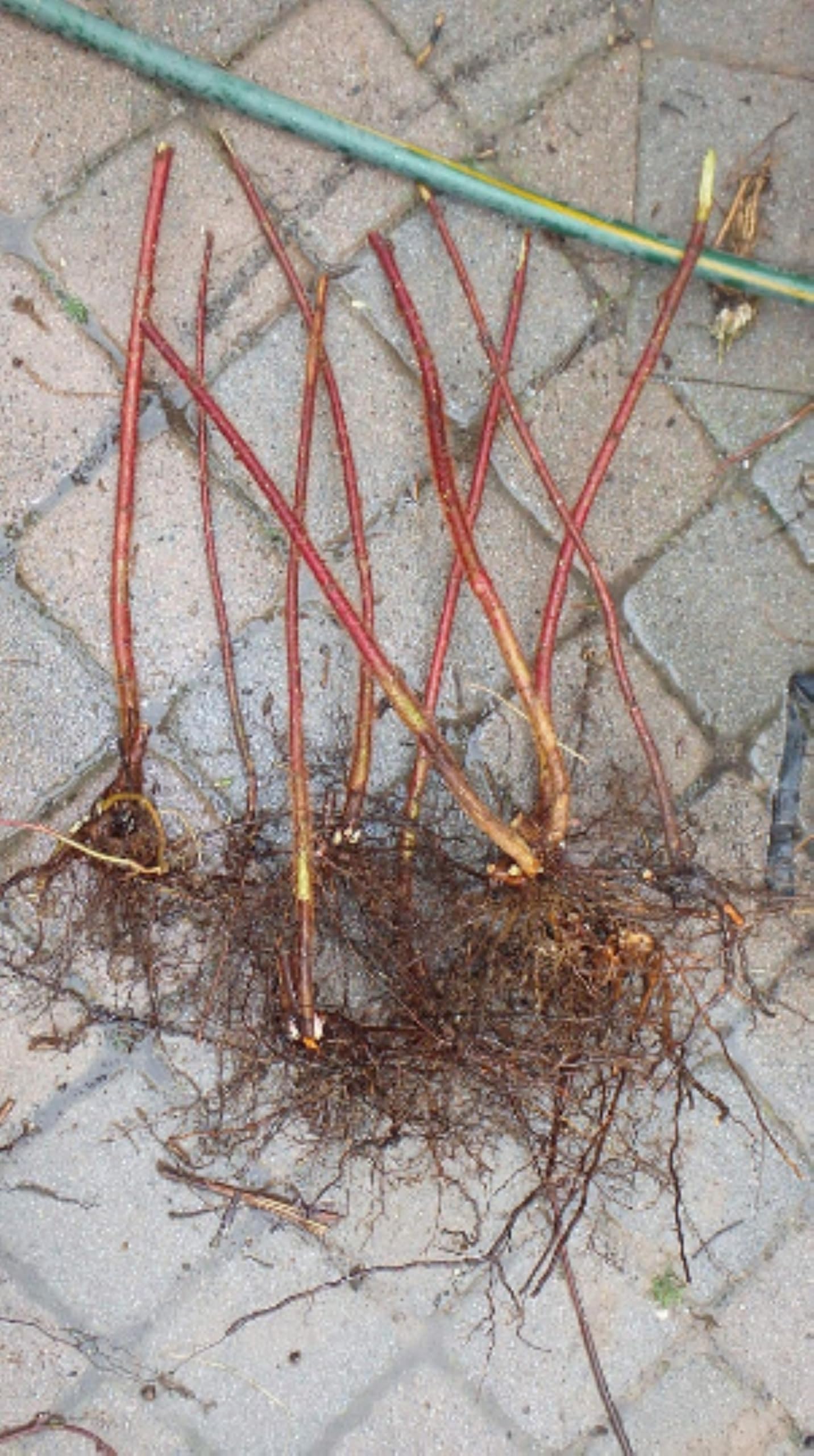 Wineberry ! Rubus phoenicolasius. Live Plants, Roots Wrapped in Wet, no Leaves