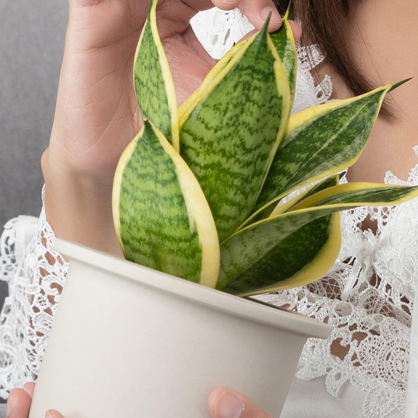 Altman Plants Live Snake Plant (Superba), Approx. 13" Tall, Virtually Indestructible, Easy Succulent Houseplant, 4 in Pot