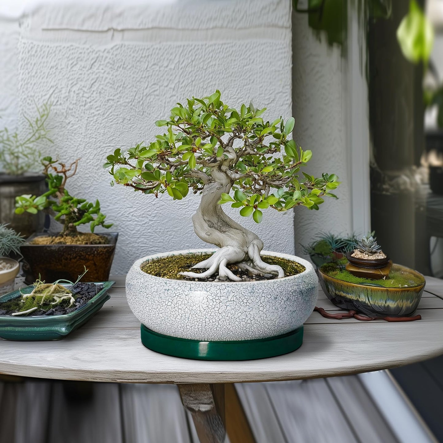 EPFamily Succulent Planters 10 Inch - Ceramic Bonsai Pots with Drainage Hole and Saucer, Large Succulent Pots Indoor, Shallow Planter, Round Bowl Planter Outdoor, Patio Decor, Plant Lover Gift, Green