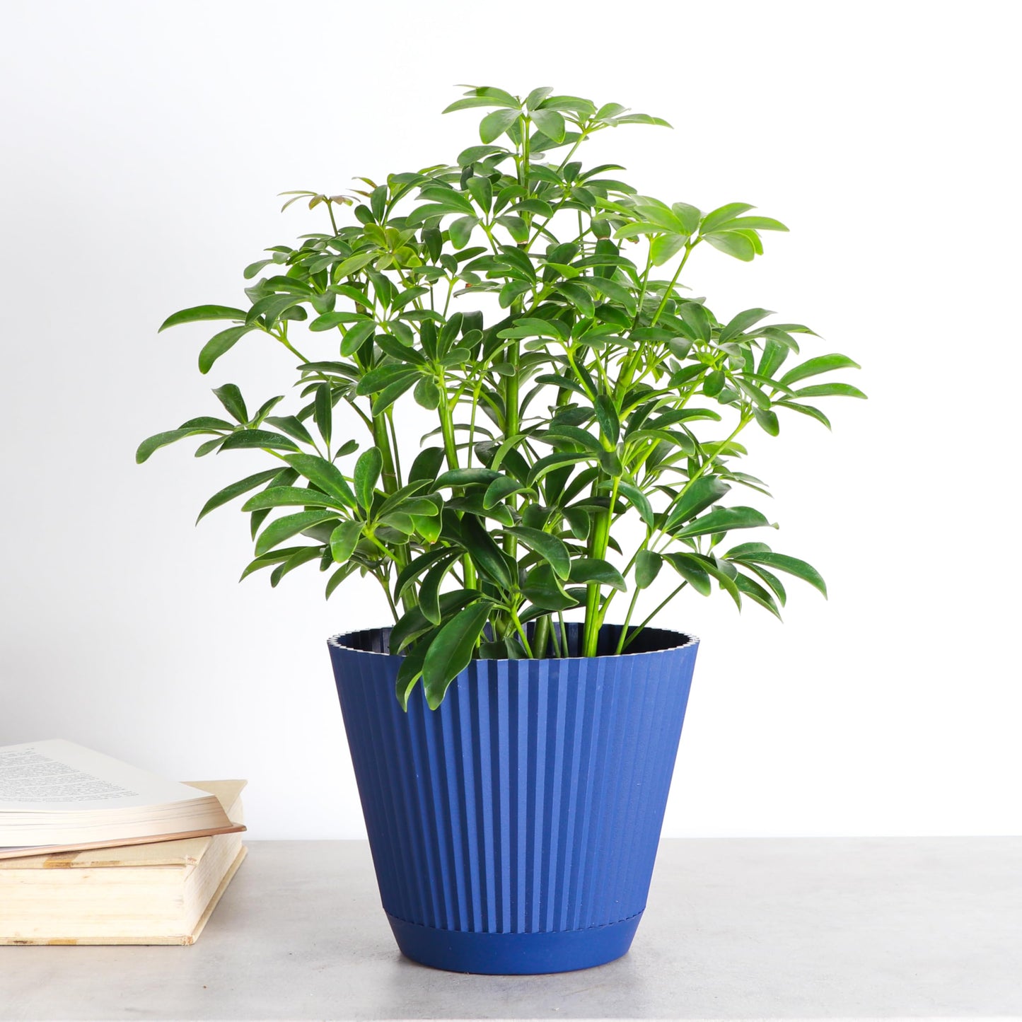 Thorsen's Greenhouse Live Arboricola Umbrella Tree Plant, Schefflera Arboricola, Natural Air Purifier, Easy to Grow, Live Indoor Houseplant, 6-inch Diameter (Navy (6" Pot))