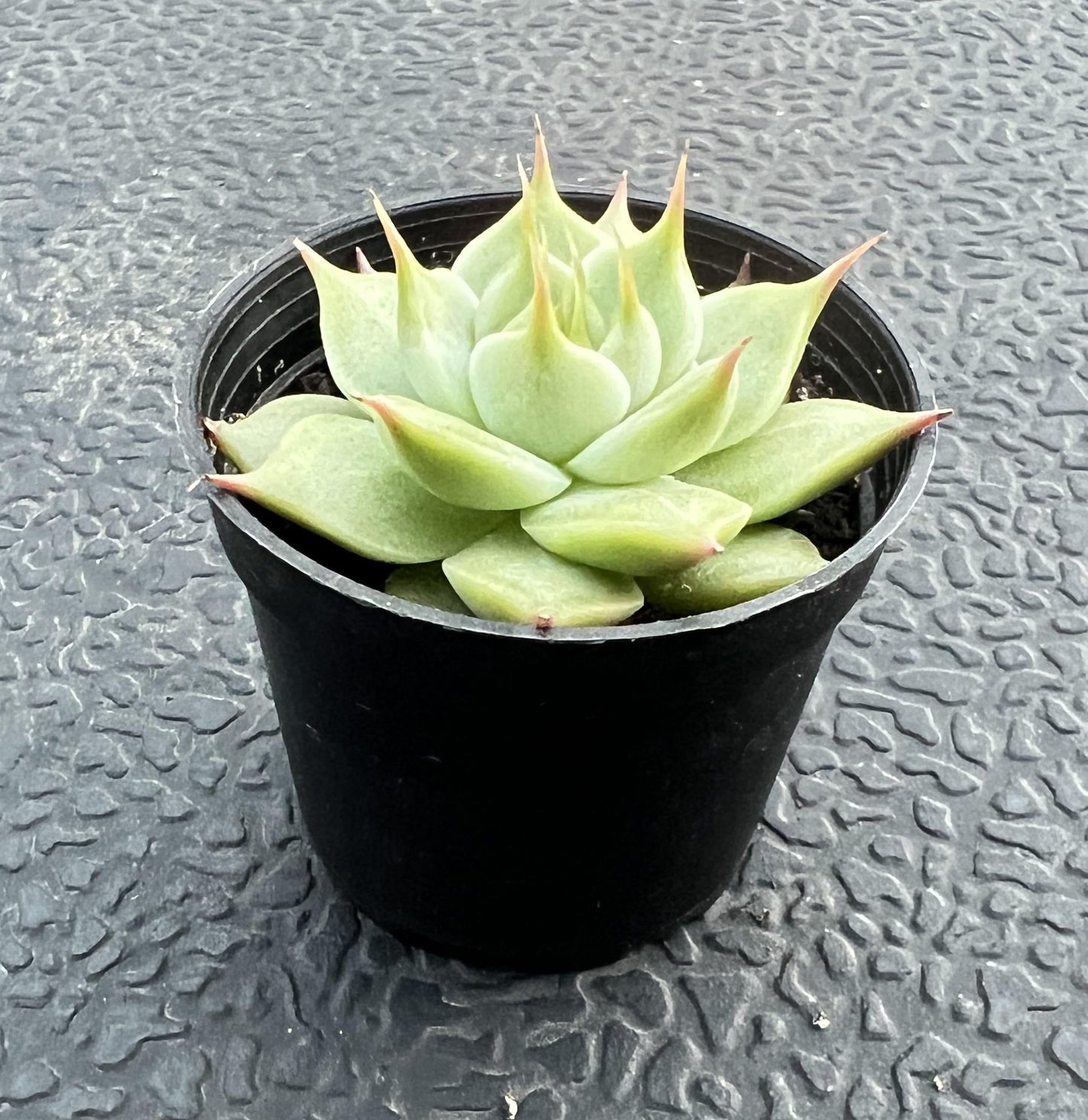 Sprout N Green Echeveria Toscannelly, Live Eyelash Succulent Fully Rooted in 2" Pots with Soil Mix, Houseplant for Indoor Outdoor Home Office Wedding Decor Party Favor, Easy to Care, Pet-Friendly