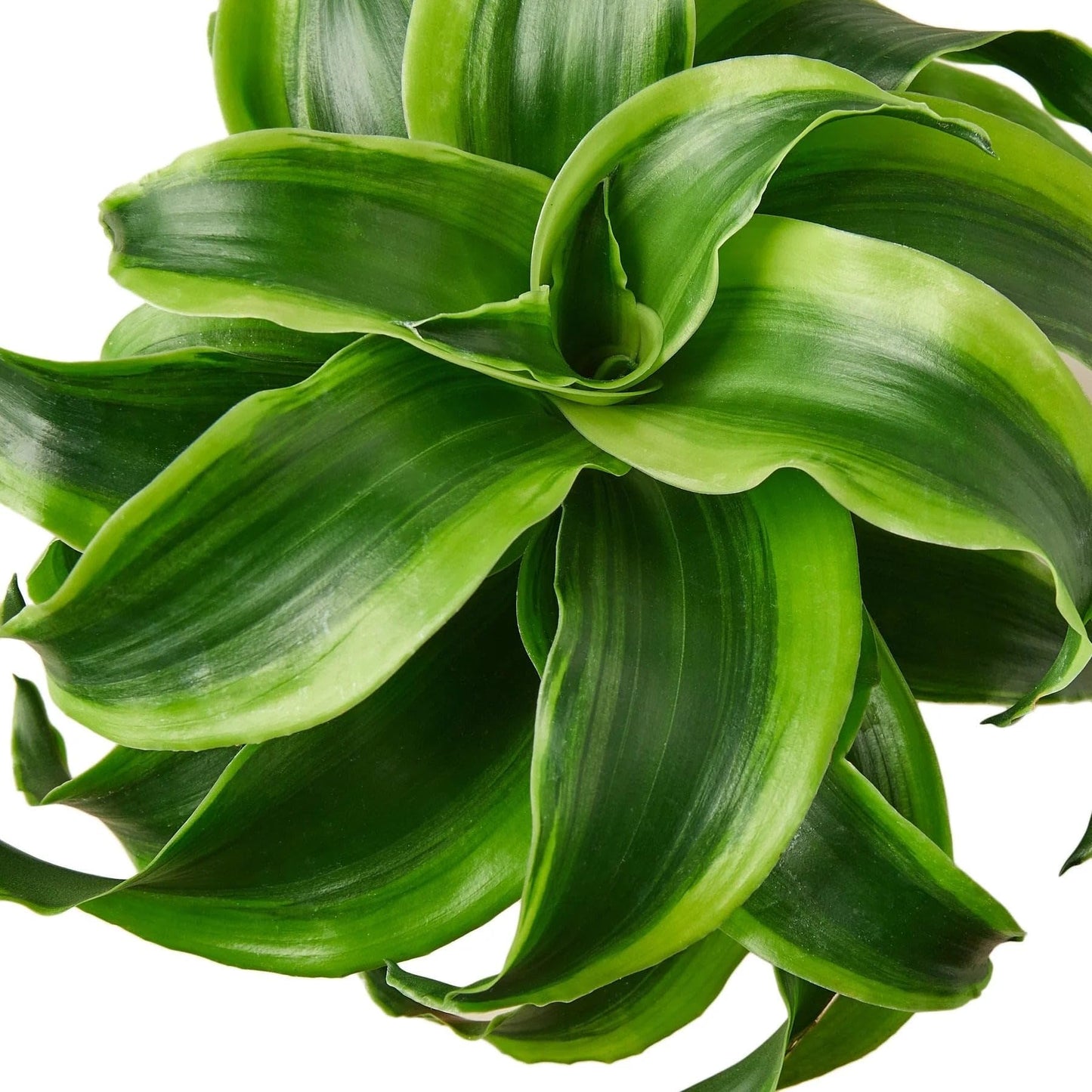 Dracaena 'Tornado' | Live Plant for Indoor & Outdoor | for Living Room, Office, Bathroom | (6" Pot)