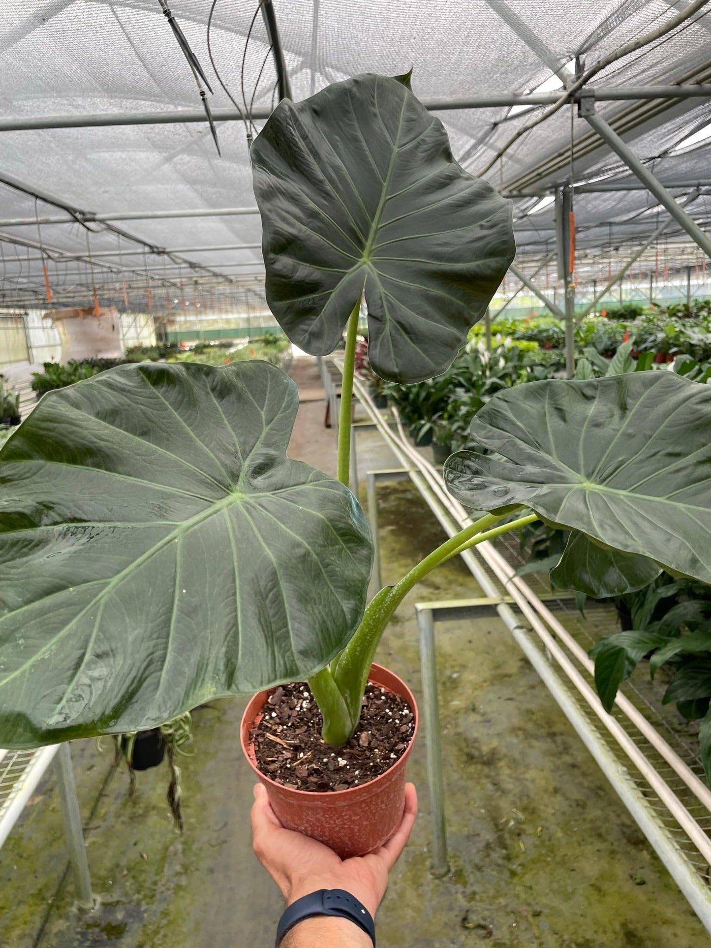 Alocasia 'Regal Shields' | Live Plant for Indoor & Outdoor | for Living Room, Office, Bathroom | (6" Pot)
