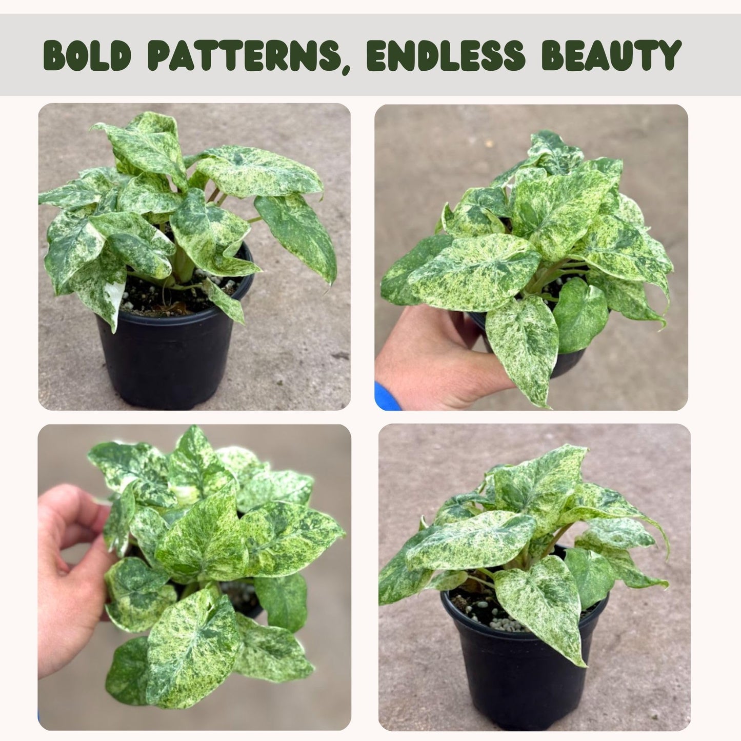 Live Alocasia Batik Odora Variegated Plant - Rare Exotic Tropical Houseplant, Stunning Indoor Foliage, Easy Care Air-Purifying Plant for Home Decor, Office, and Unique Gifts (Heat Pack Included)